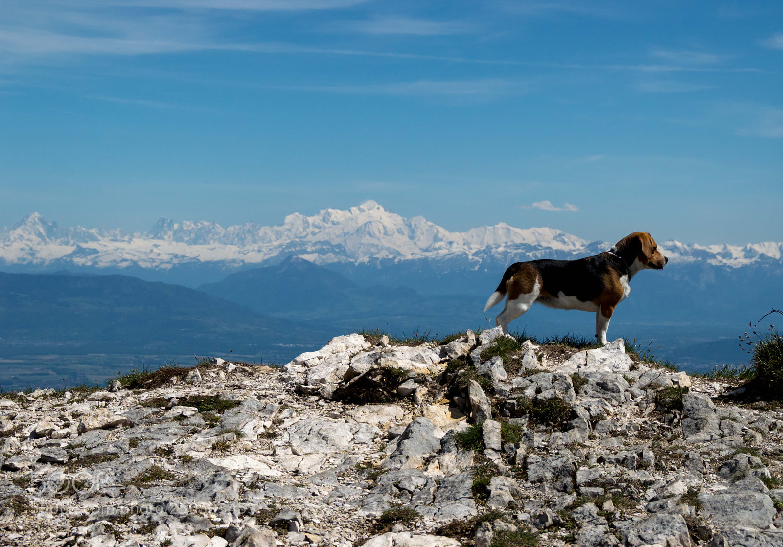 Nikon D3200 sample photo. Un chien sur le photography