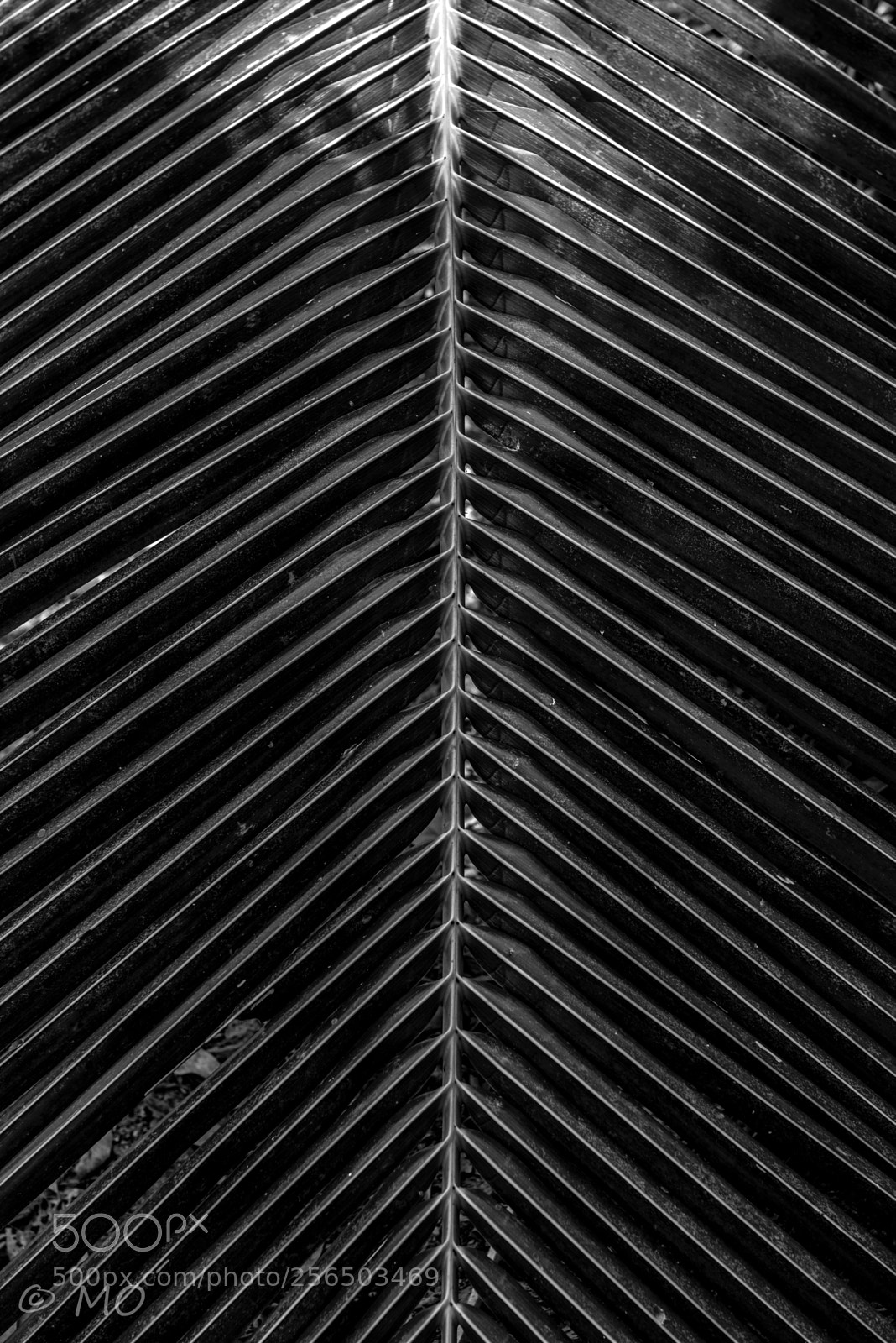 Nikon D800 sample photo. Natural lines photography