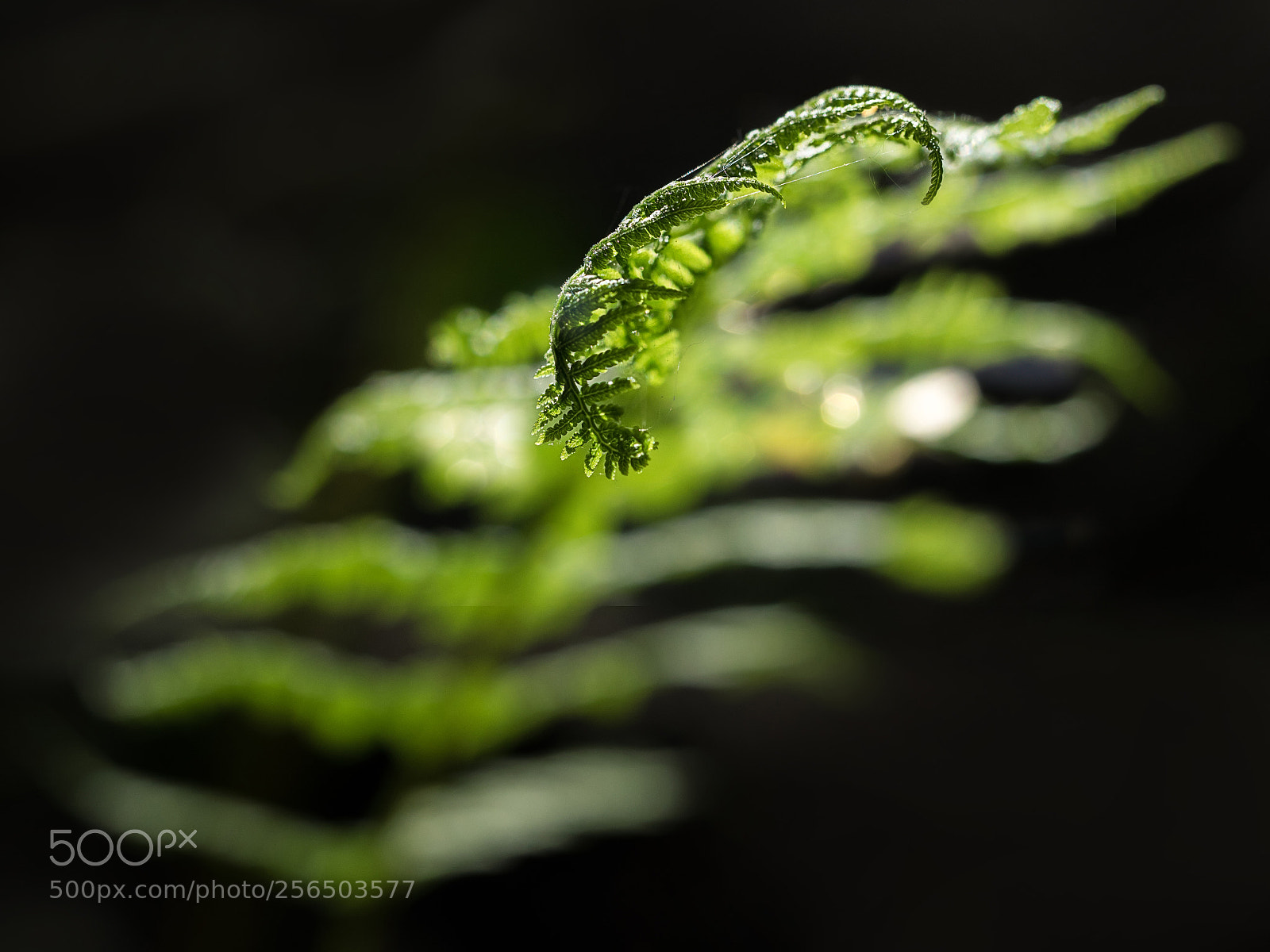 Olympus OM-D E-M1 sample photo. Bracken photography
