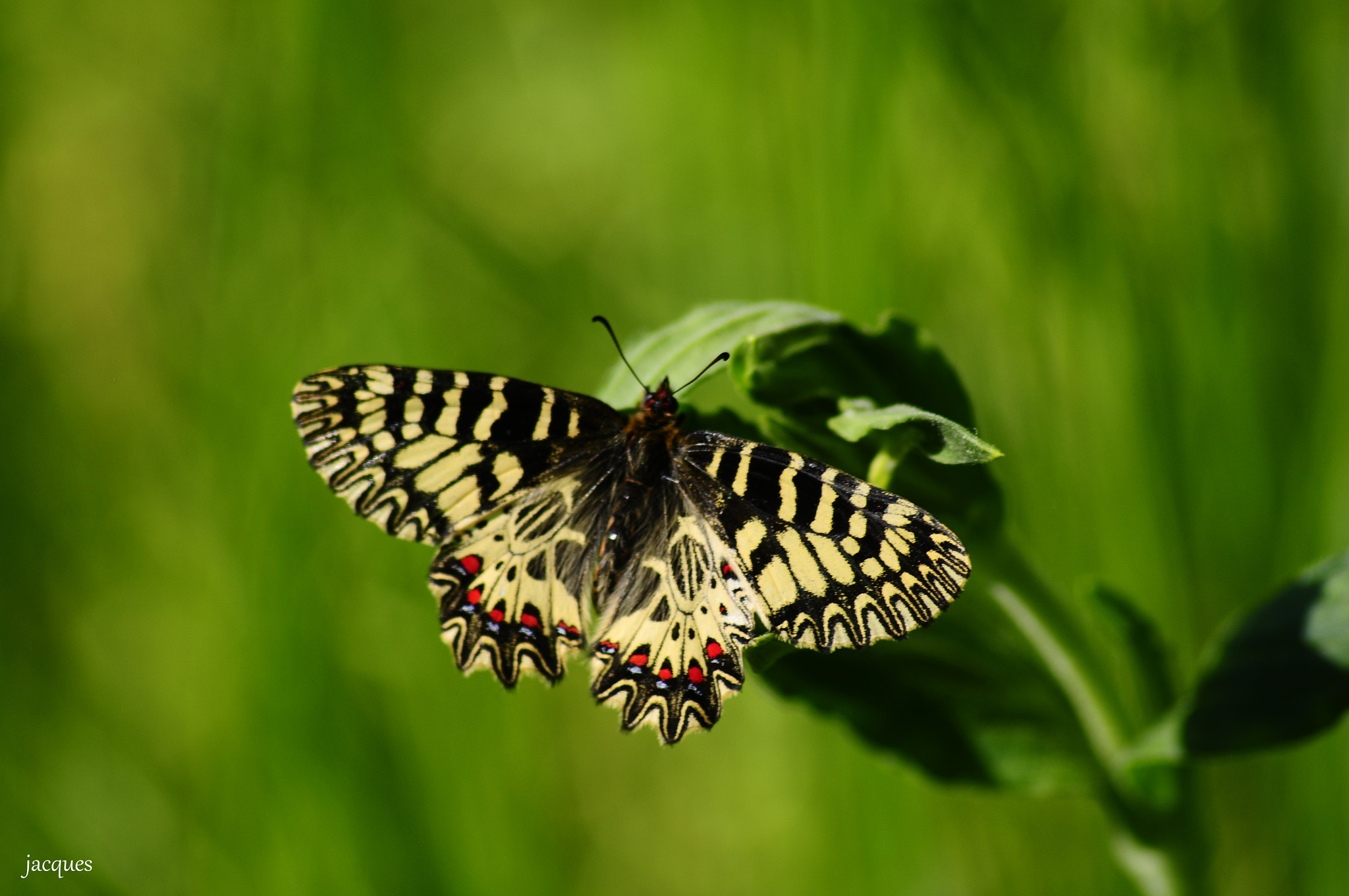 Nikon D300 sample photo. Butterfly photography