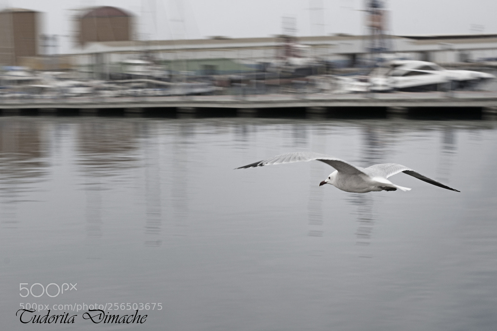 Nikon D7100 sample photo. Flying with the wind photography