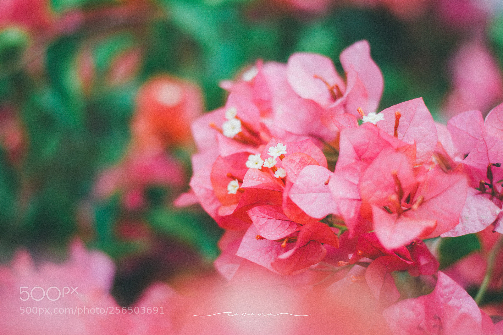 Nikon D3100 sample photo. Untitled photography
