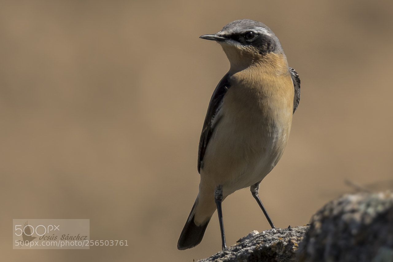 Canon EOS 7D Mark II sample photo. Collalba gris (oenanthe oenanthe) photography