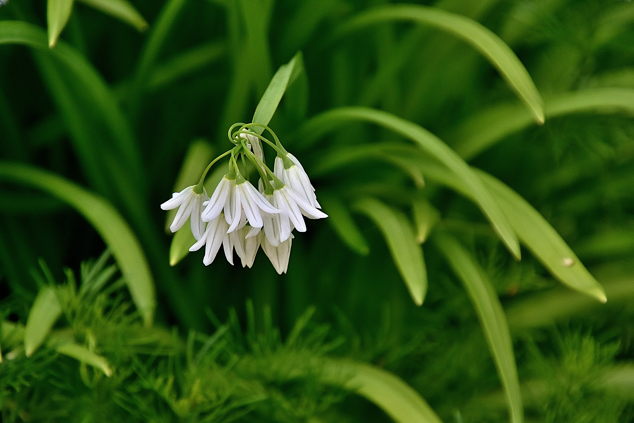 Nikon D3400 sample photo. Dms photography