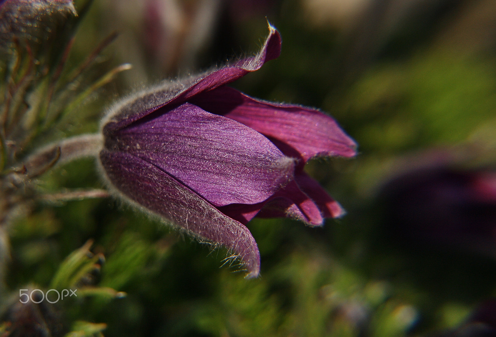 Canon EOS 1000D (EOS Digital Rebel XS / EOS Kiss F) sample photo. Pulsatilla nigricans photography