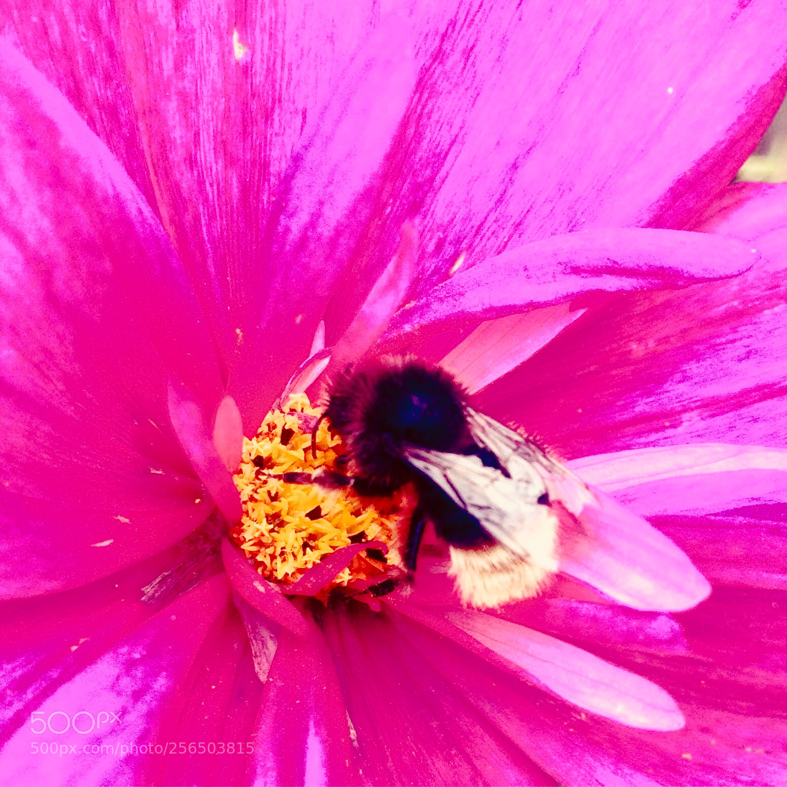 Apple iPhone 5s sample photo. Caf d dbe cb photography