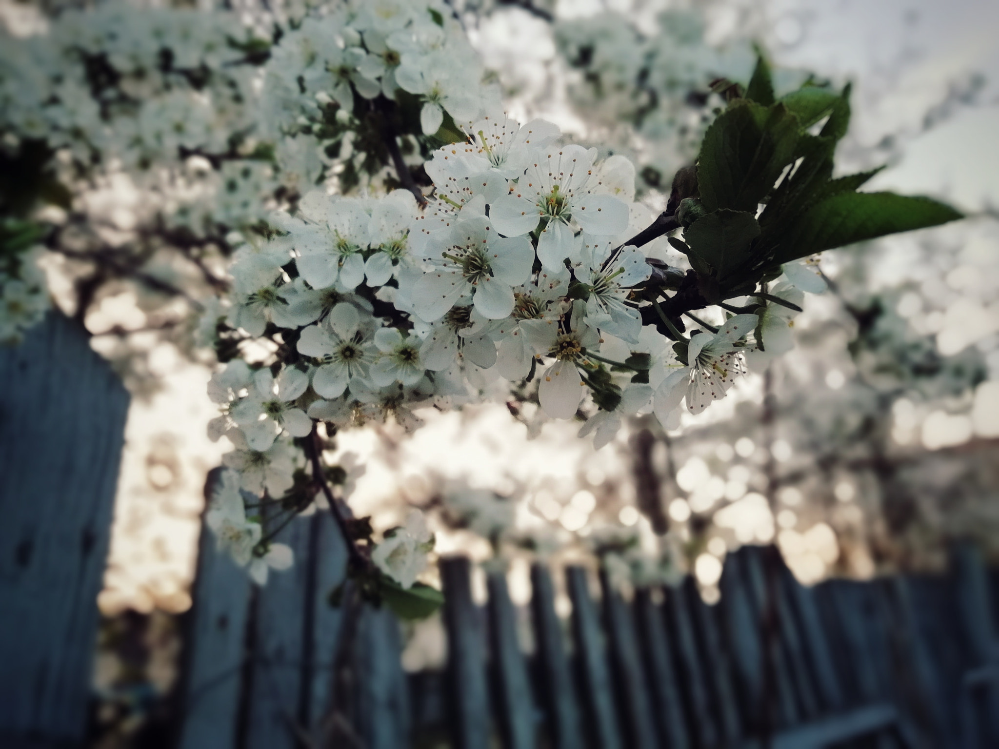 HUAWEI FIG-LX1 sample photo. Untitled photography