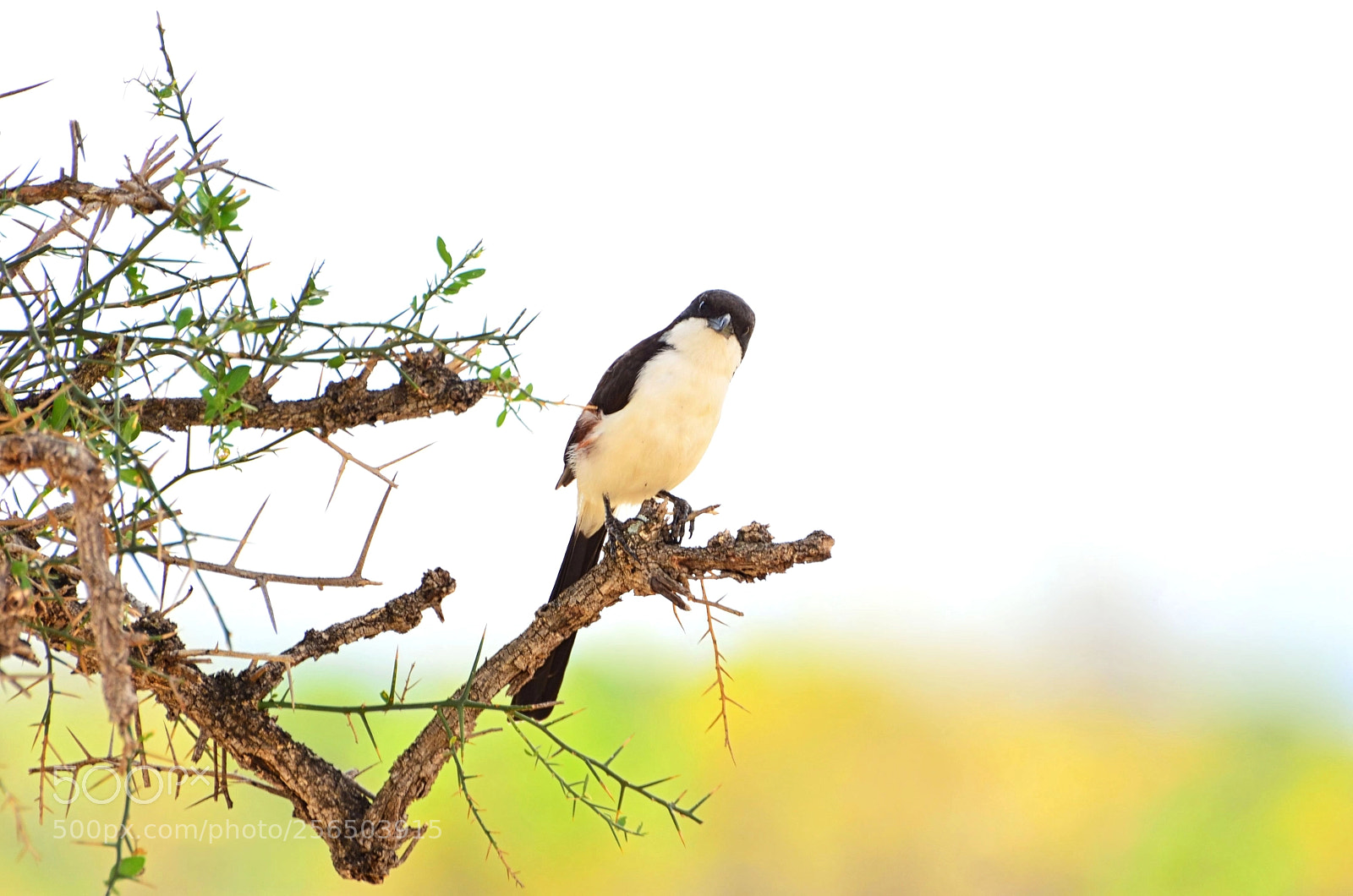 Nikon D5100 sample photo. Long-tailed fiscal photography