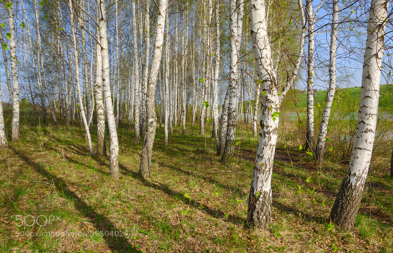 Nikon D5100 sample photo. Birches photography