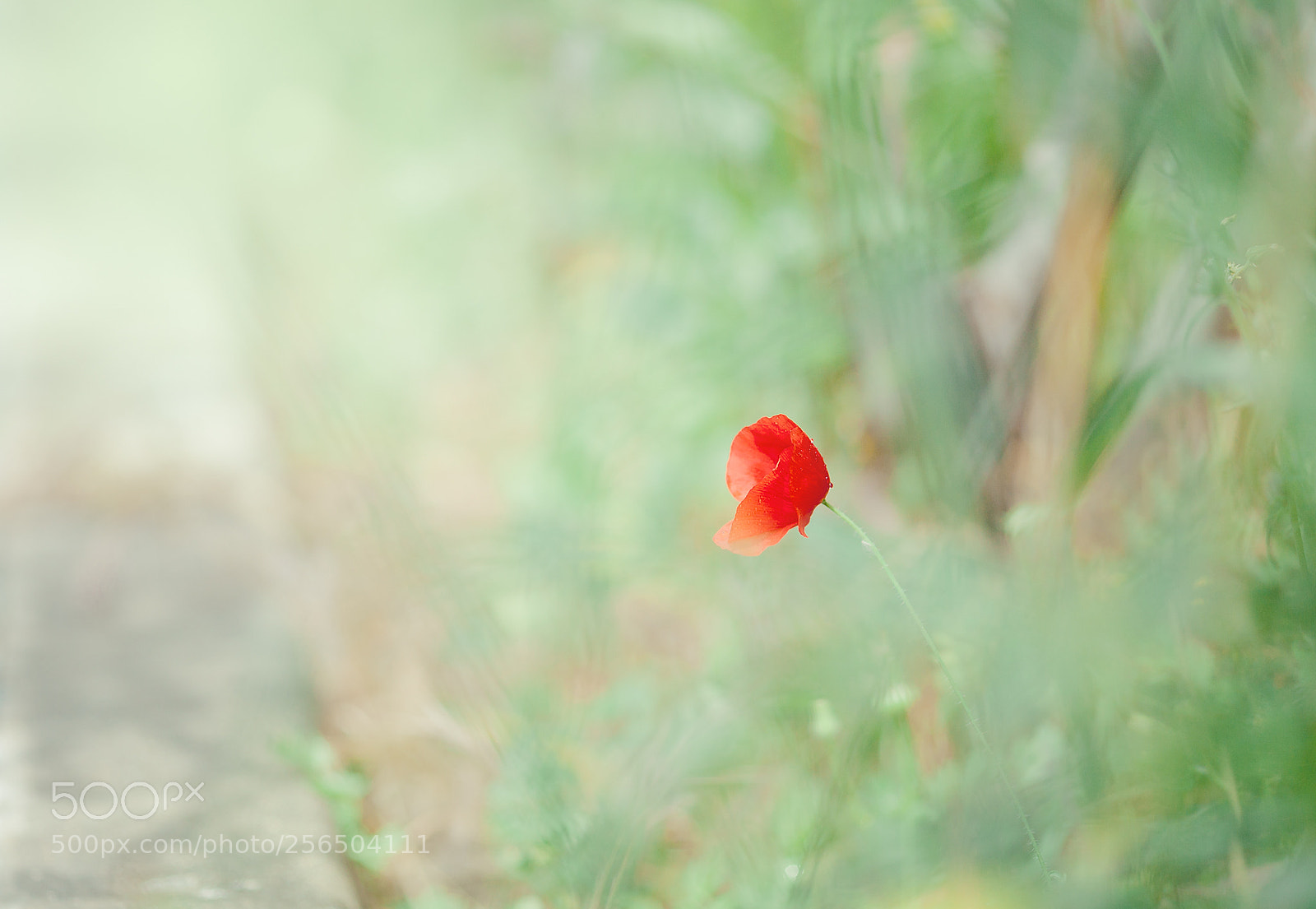 Canon EOS 5D Mark II sample photo. Amapola photography