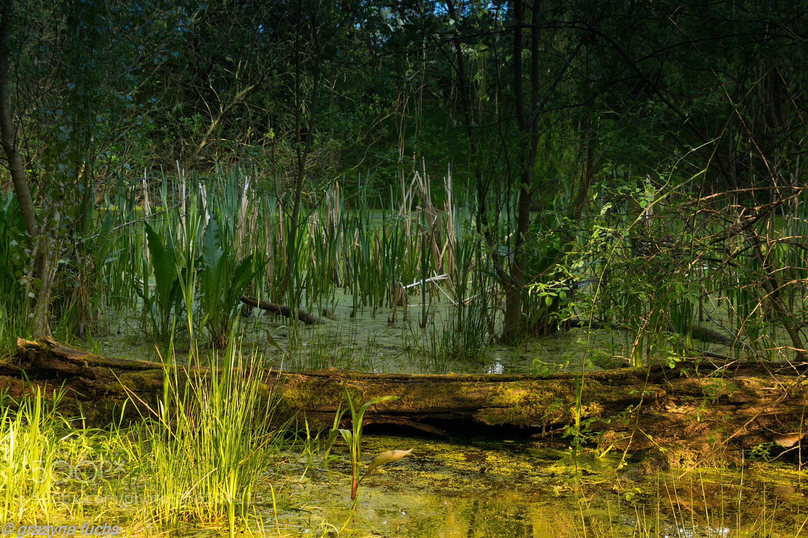 Nikon D3300 sample photo. Everything has its wonders photography