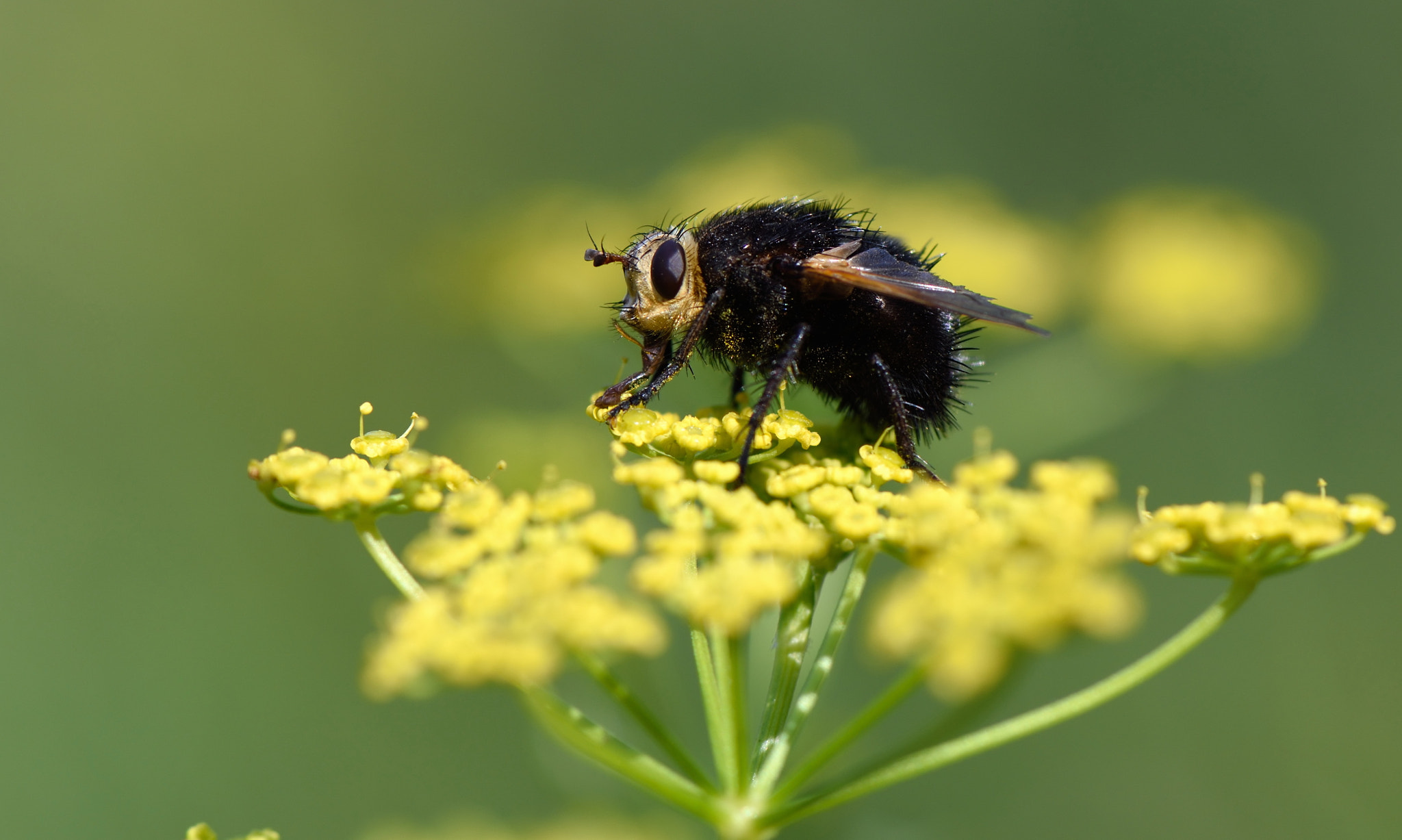 Nikon AF-S Micro-Nikkor 105mm F2.8G IF-ED VR sample photo. Tashina grossa. photography