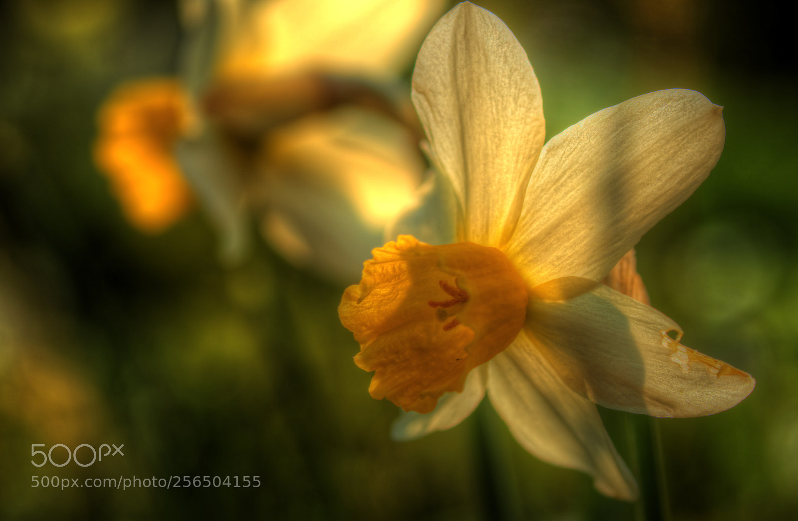 Sony ILCA-77M2 sample photo. Daffodil photography