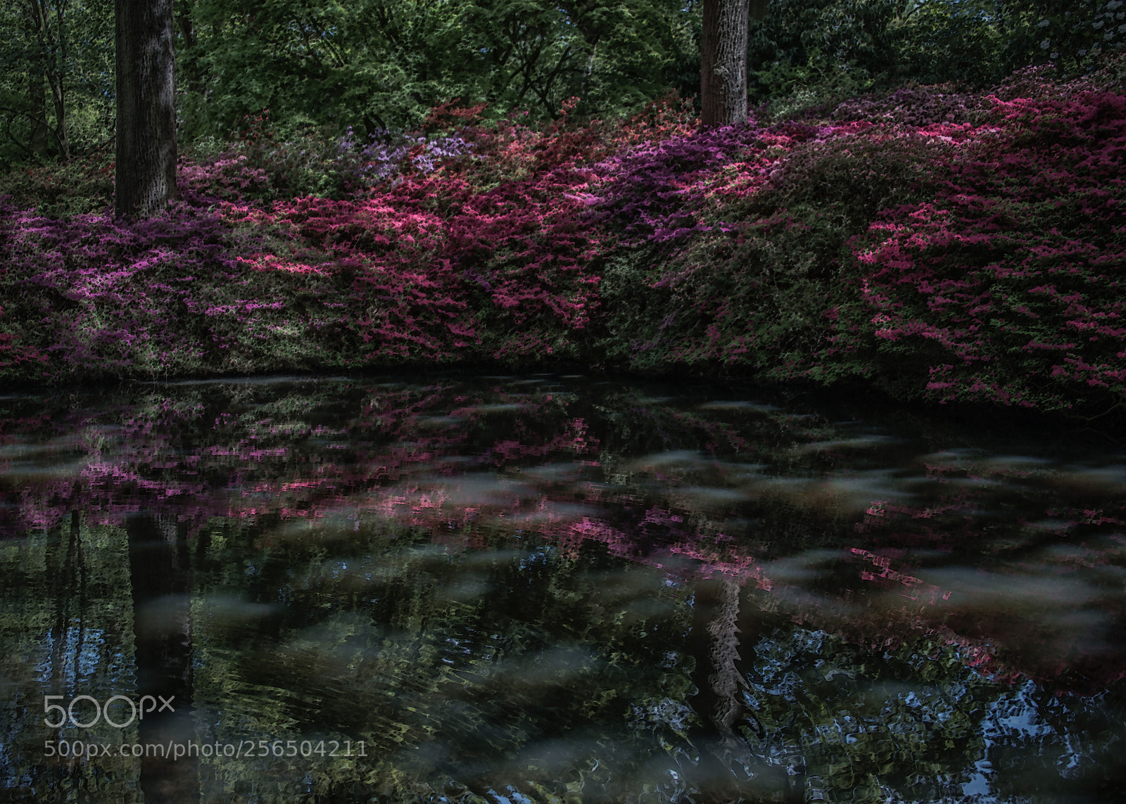 Nikon D810 sample photo. Aprés millais photography