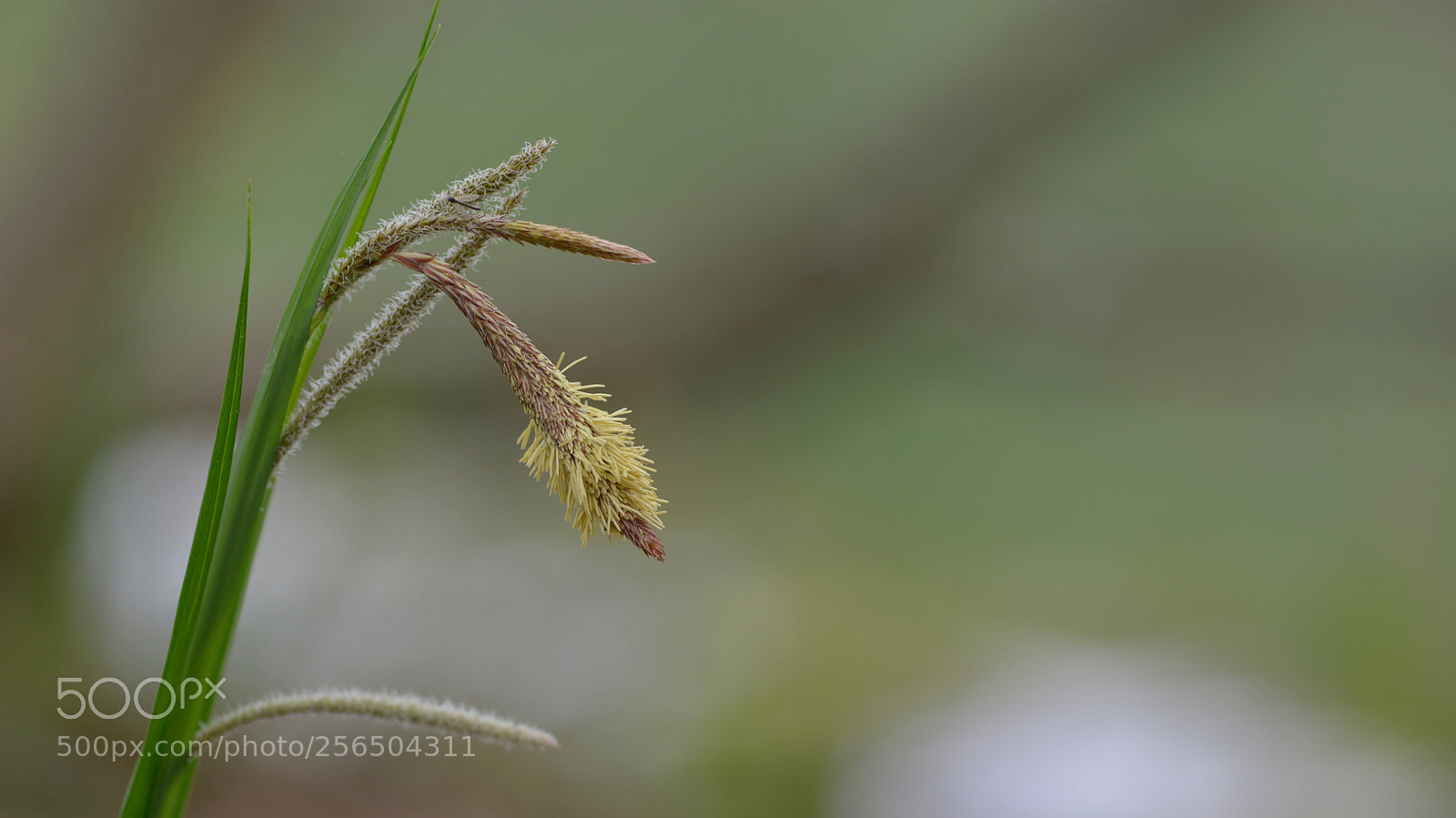 Nikon D800 sample photo. So discreet  photography