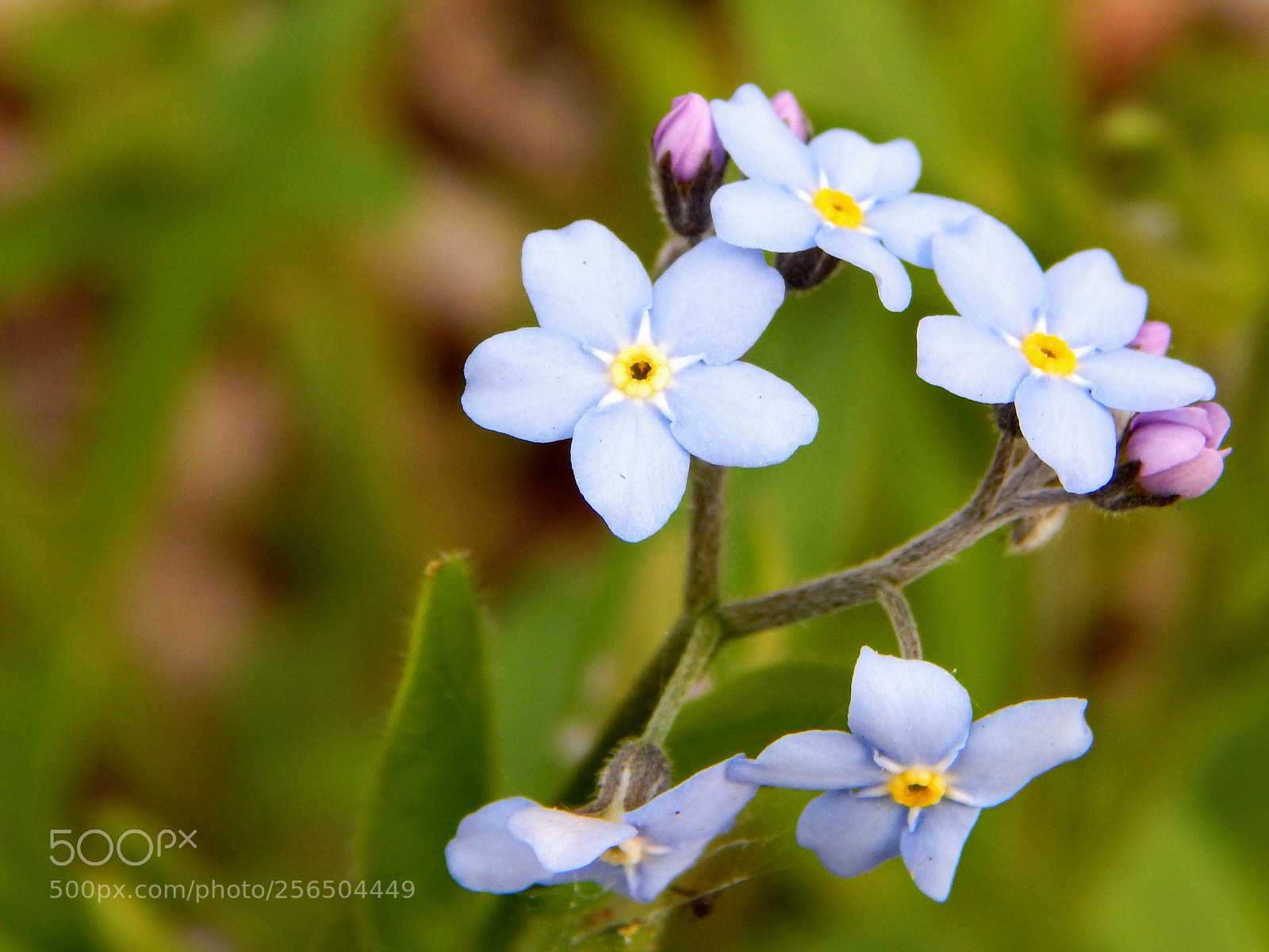 Nikon Coolpix L820 sample photo. Beautiful in blue photography