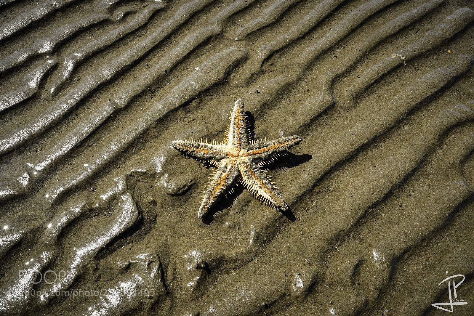 Nikon D500 sample photo. Starfish photography