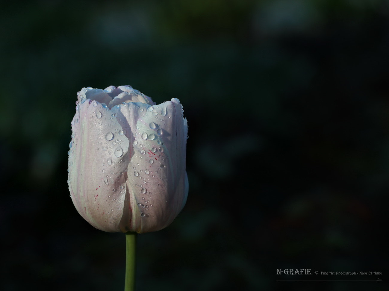 Canon EF 100mm F2.8L Macro IS USM sample photo. Tulip photography