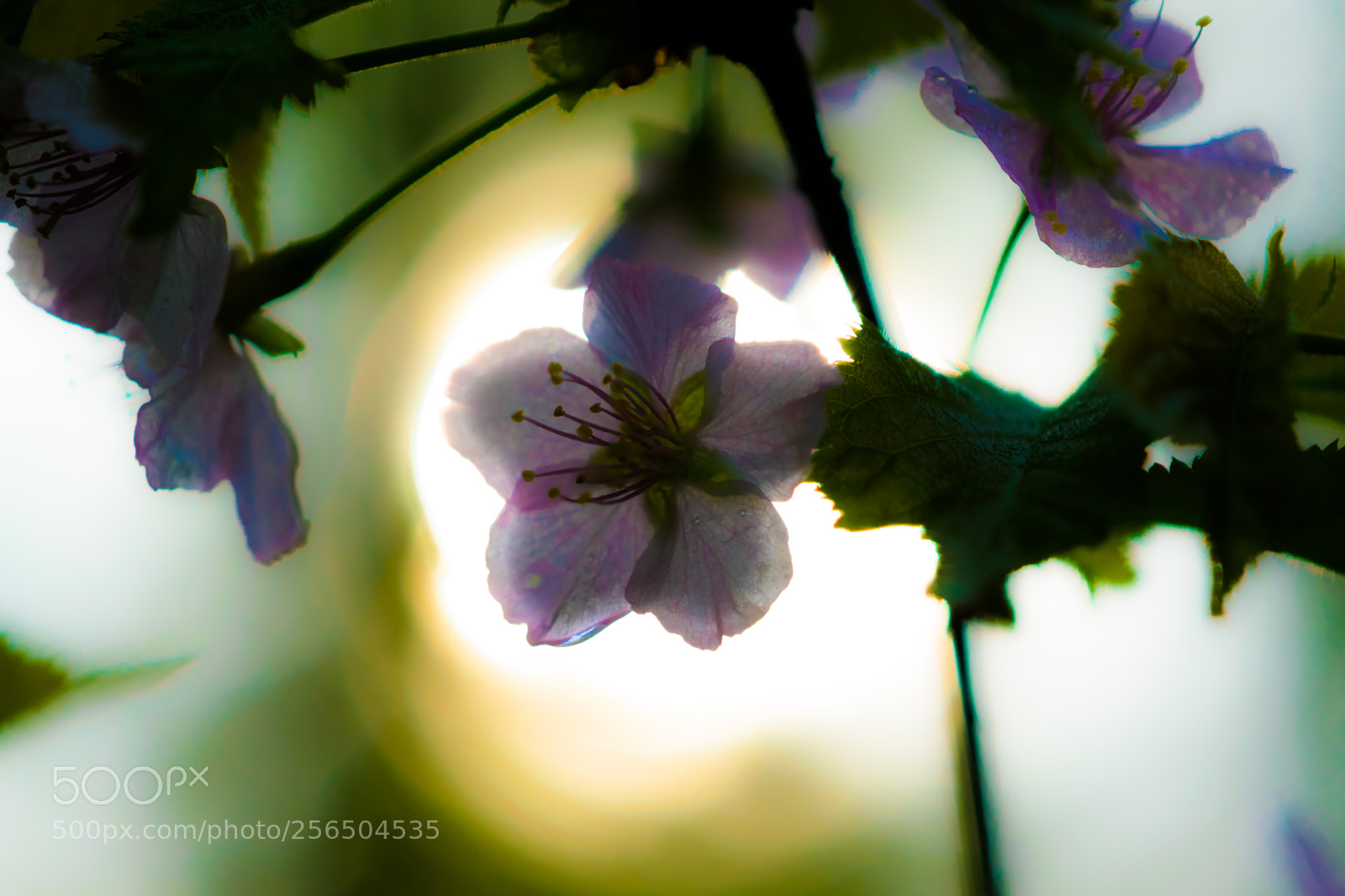 Nikon D3300 sample photo. Flower in the sun photography