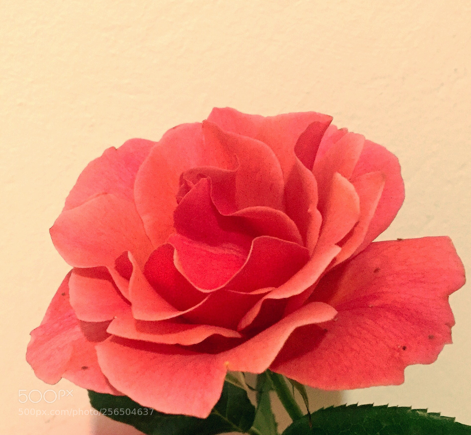 Apple iPhone 6 sample photo. Untitled photography