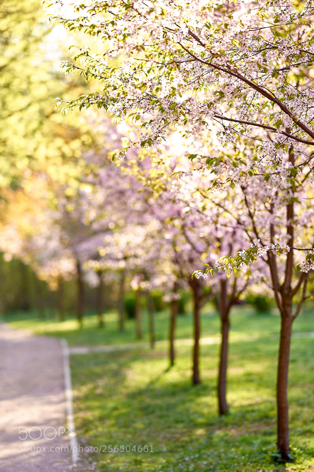 Sony Alpha DSLR-A850 sample photo. Sakura in the moscow photography