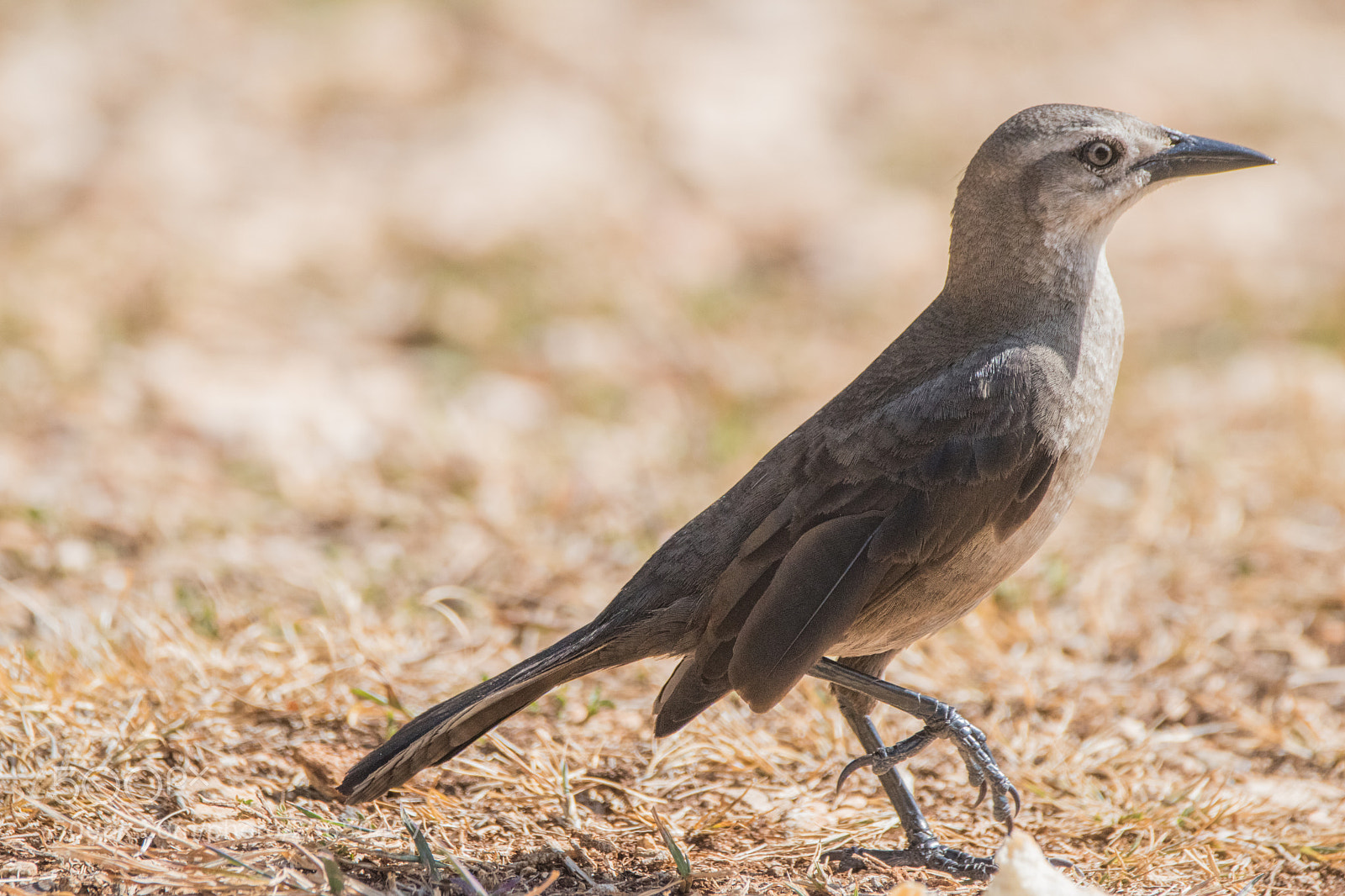 Nikon D5500 sample photo. Bird that strolls photography