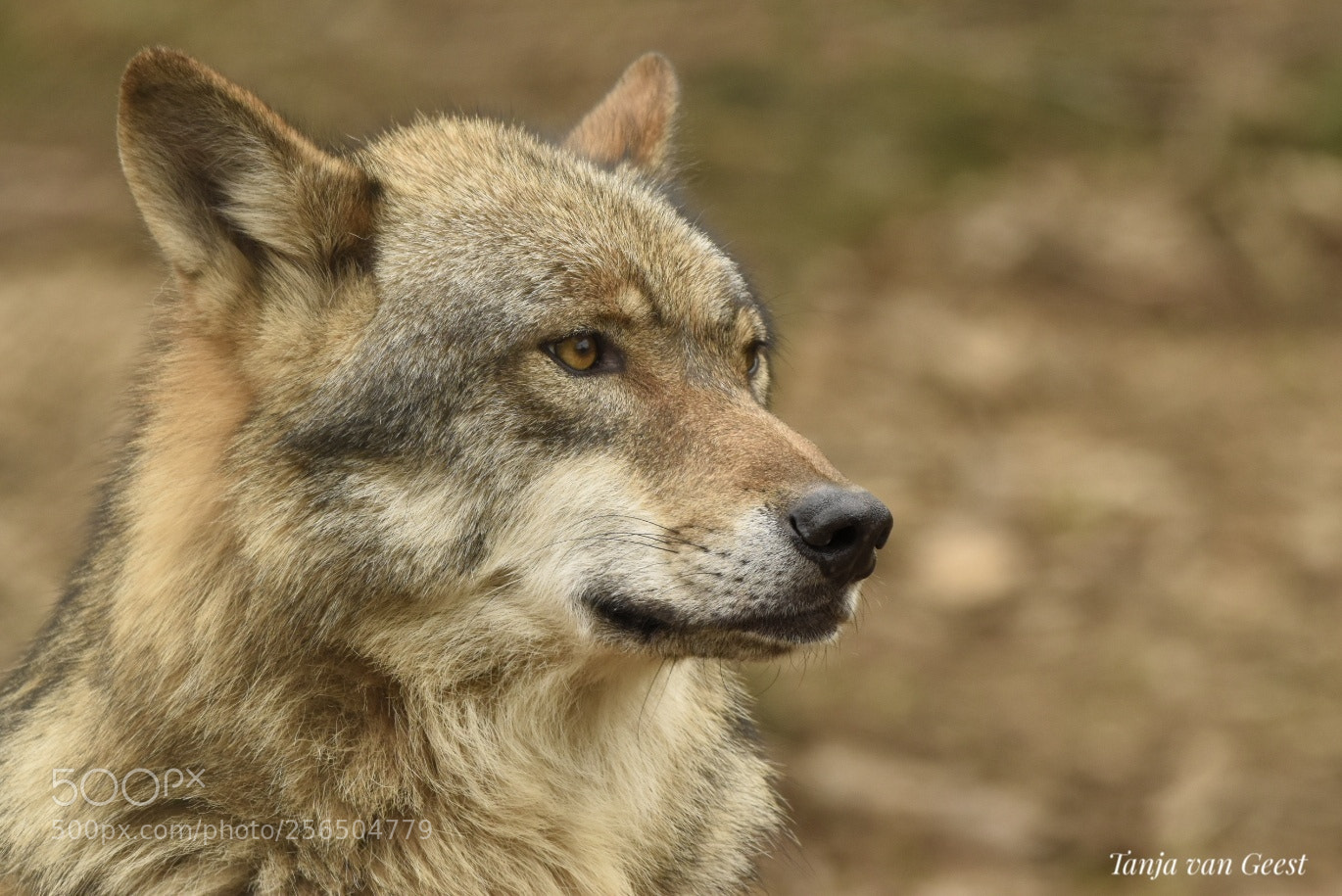 Nikon D5500 sample photo. Wolf photography