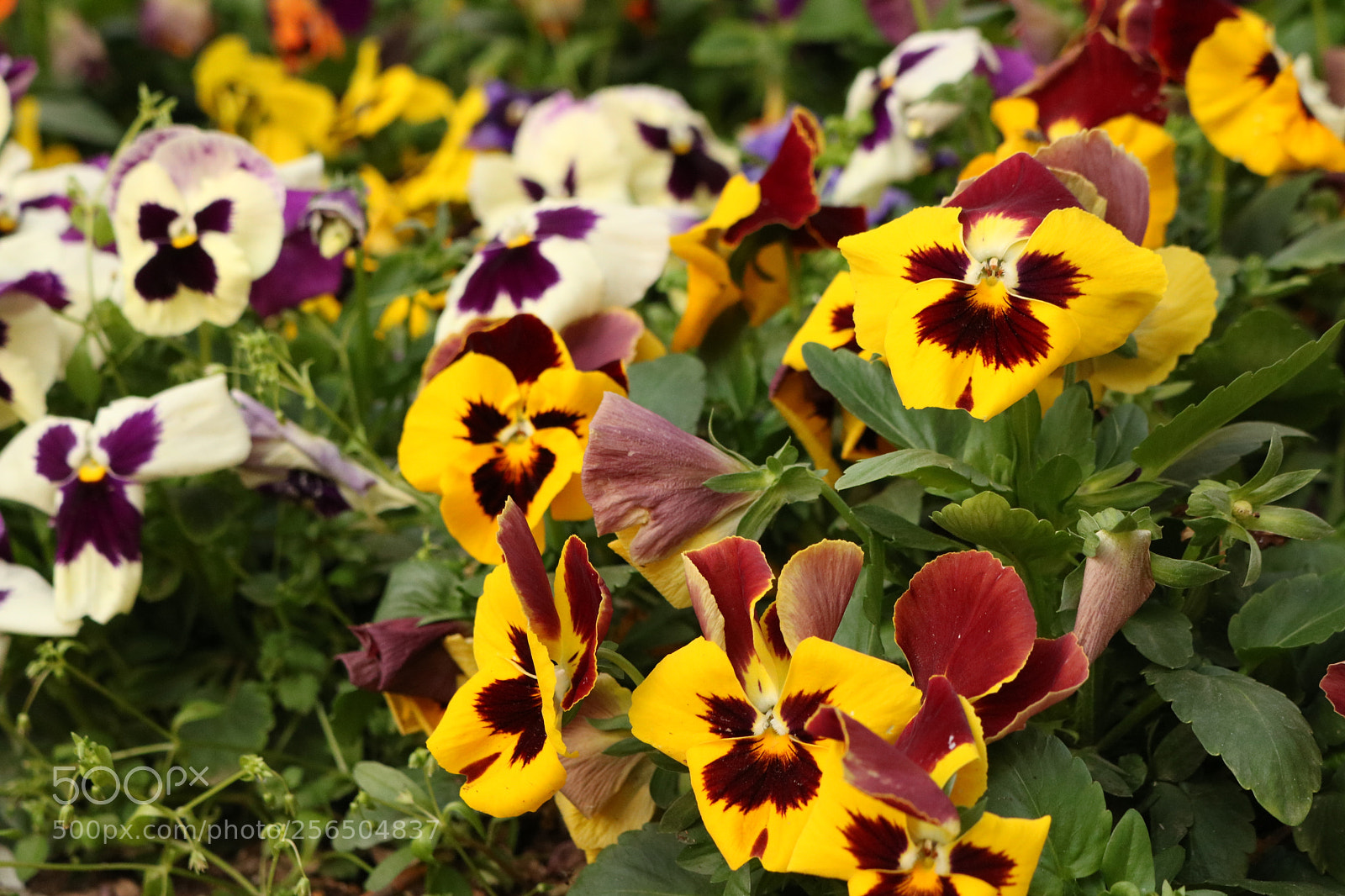 Canon EOS 750D (EOS Rebel T6i / EOS Kiss X8i) sample photo. Aloot of  viola tricolor photography