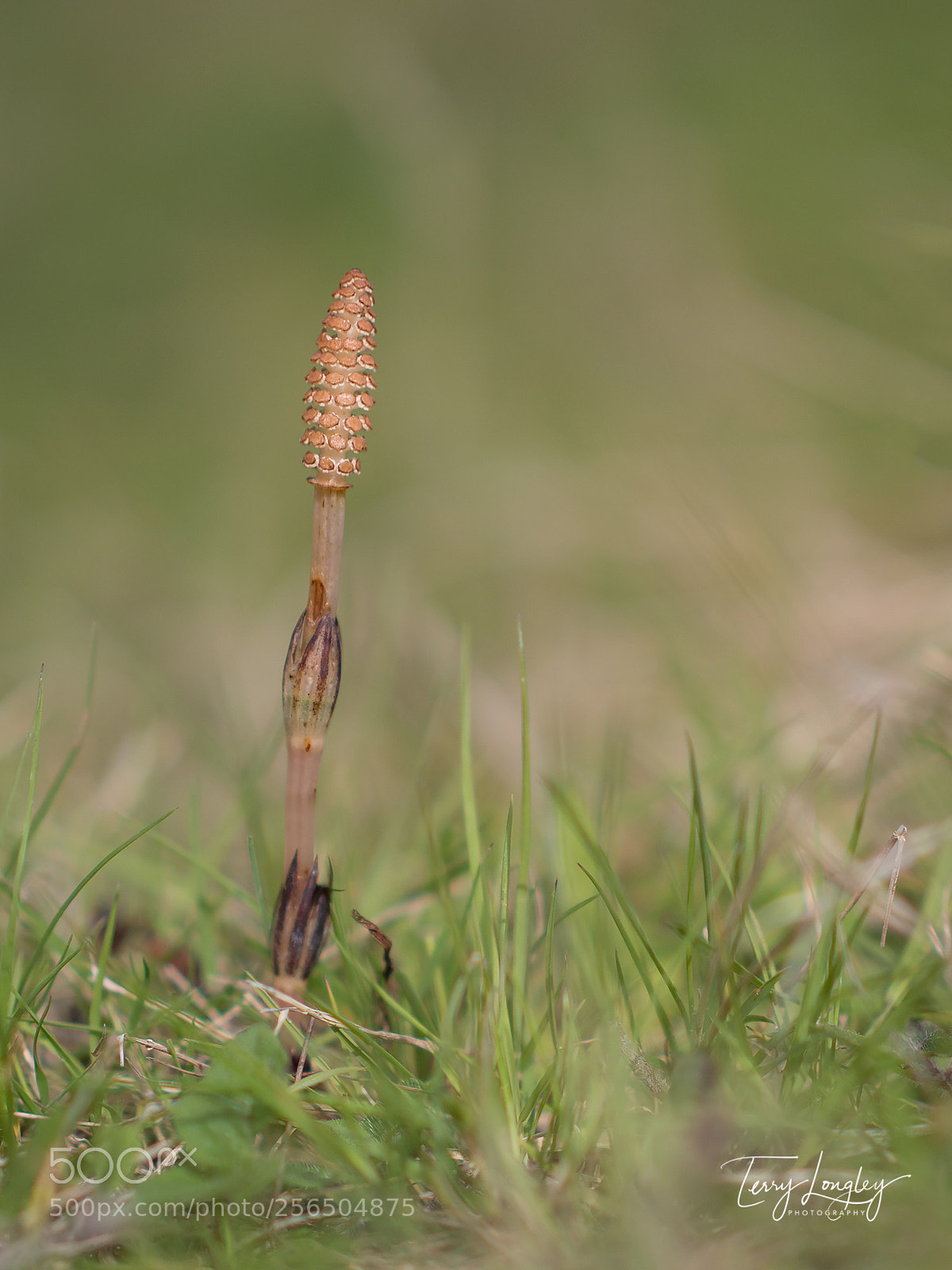 Panasonic Lumix DC-G9 sample photo. Mare's tail photography