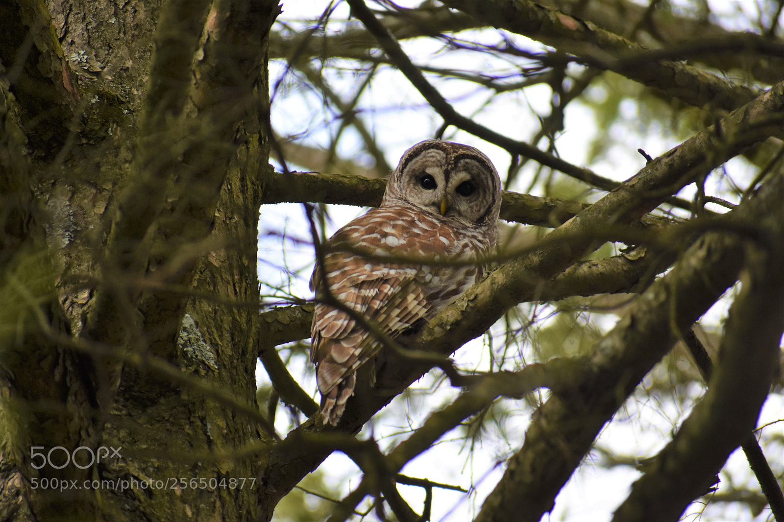 Nikon D3400 sample photo. Barred owl photography