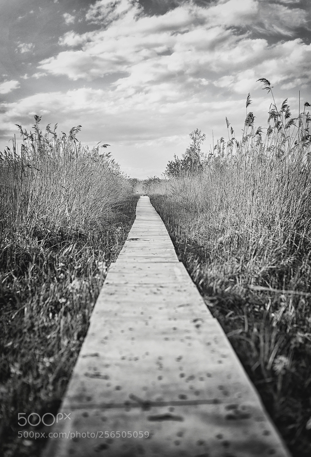 Canon EOS 6D sample photo. Spring road photography