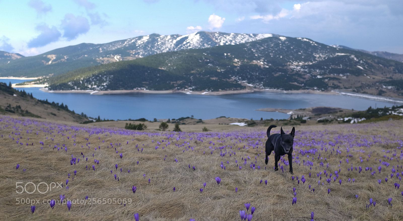 Fujifilm X100T sample photo. Spring mood photography