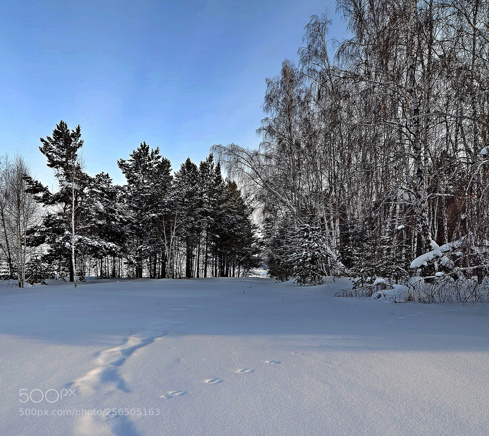 Nikon D7000 sample photo. Следы photography