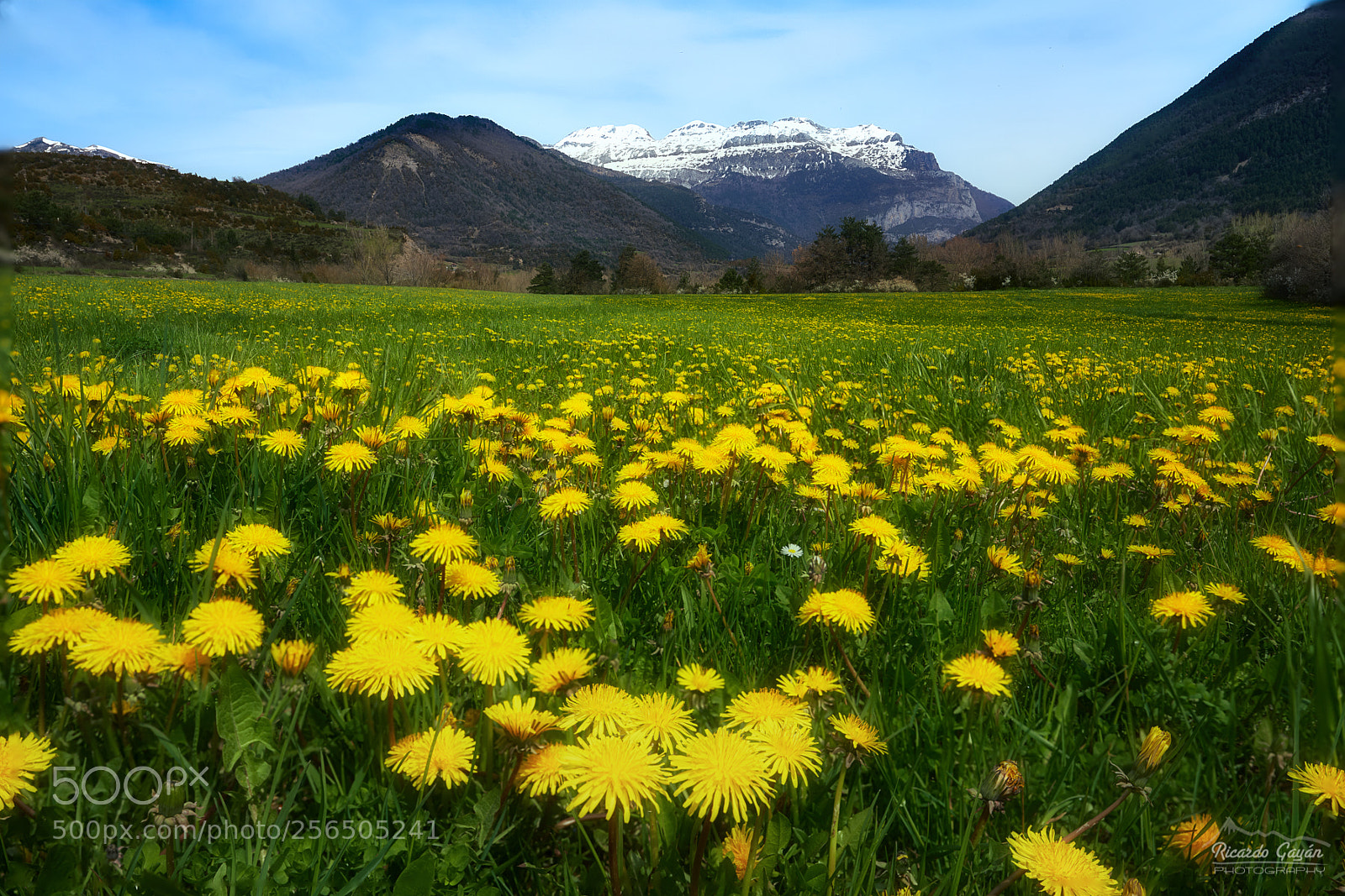 Sony a7R III sample photo. A spring postcard photography
