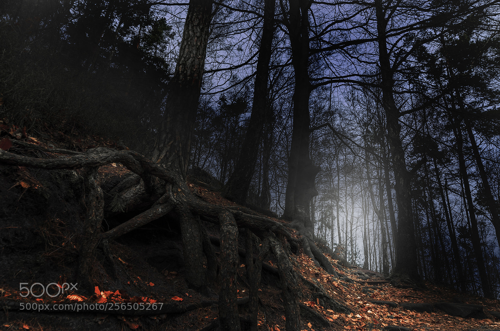 Pentax K-5 sample photo. The way out photography