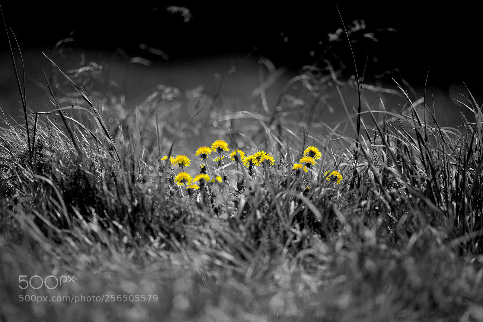 Canon EOS 6D sample photo. Children of the sun photography
