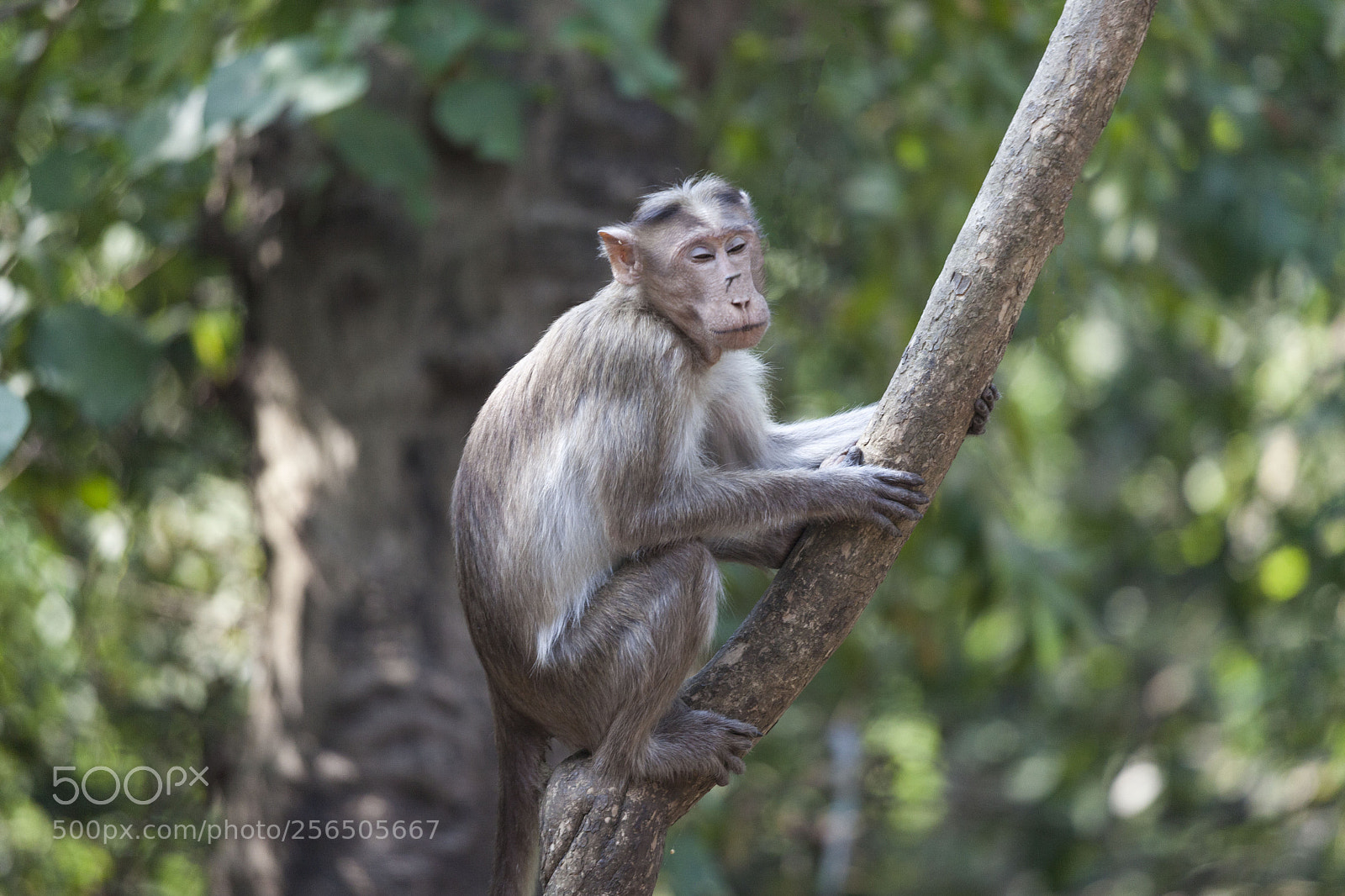 Canon EOS 5D Mark II sample photo. Southern india photography