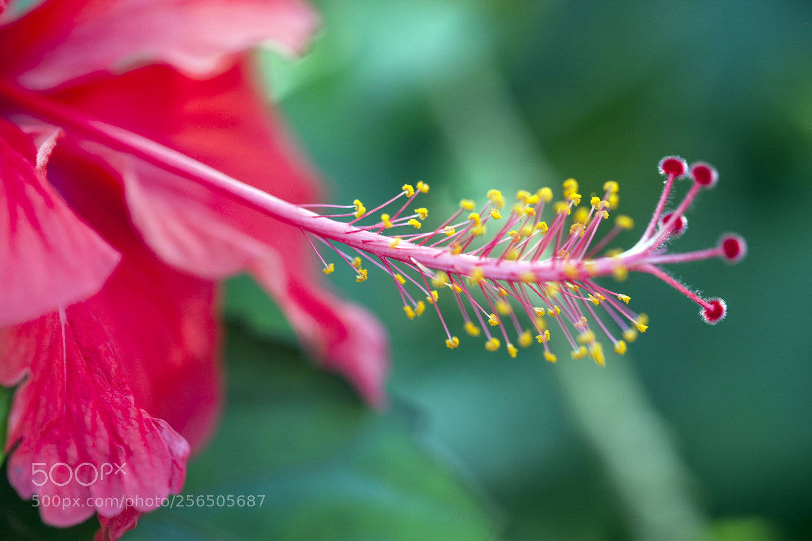Canon EOS 5D Mark II sample photo. Southern india photography