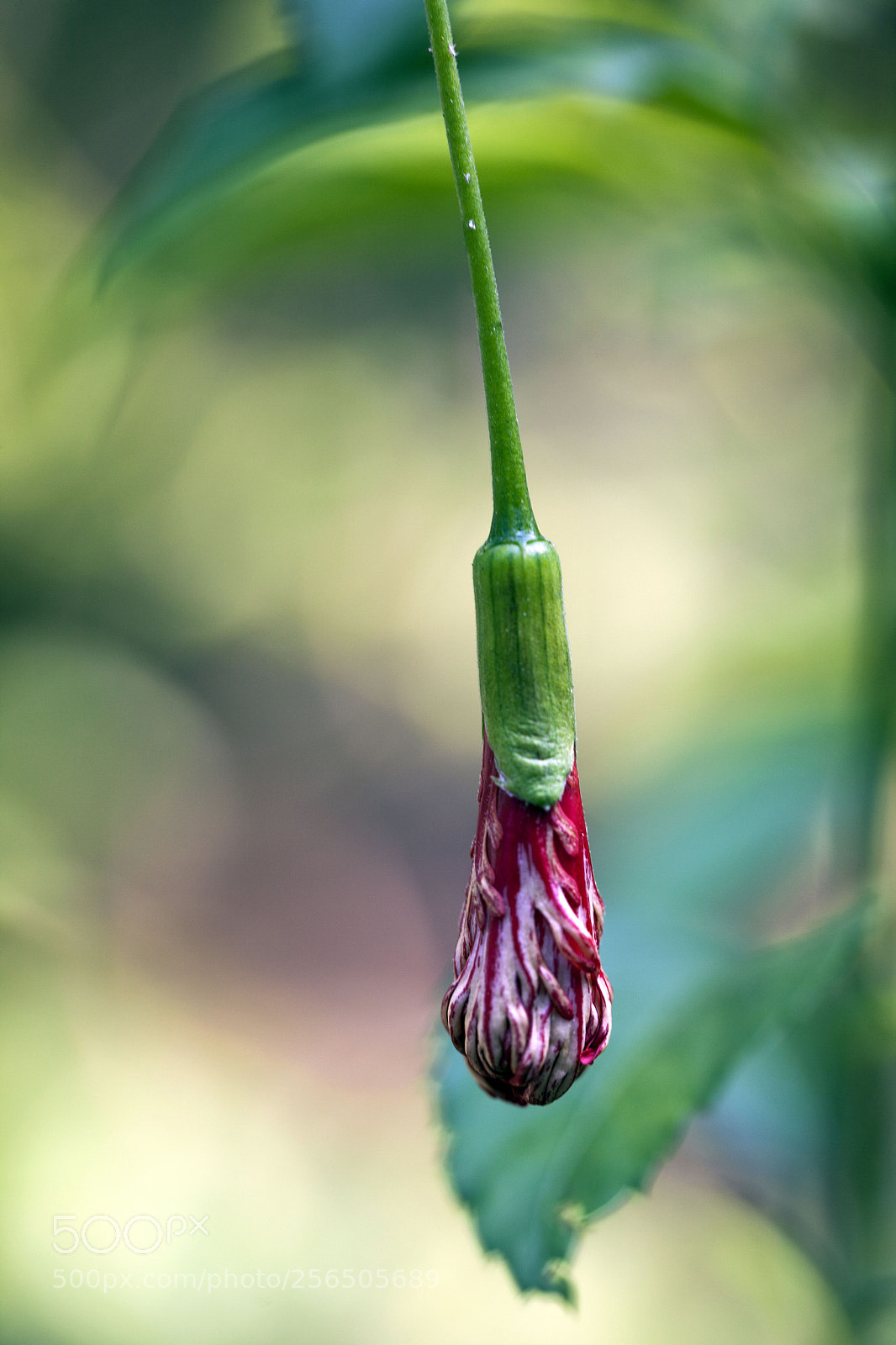 Canon EOS 5D Mark II sample photo. Southern india photography