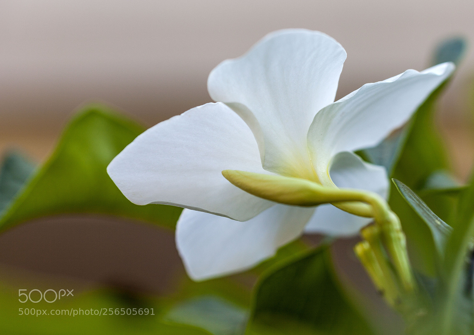 Canon EOS 5D Mark II sample photo. Southern india photography