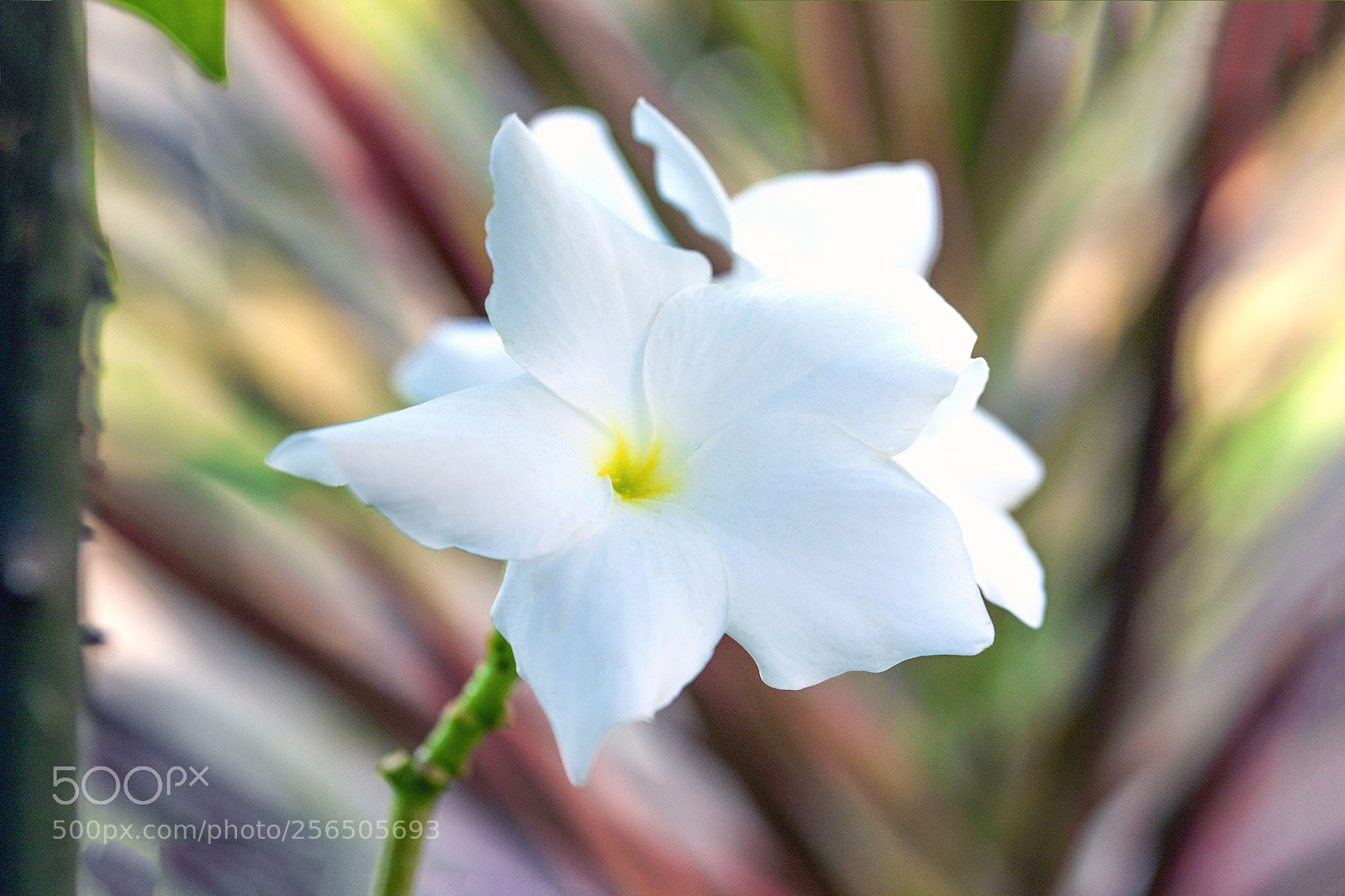 Canon EOS 5D Mark II sample photo. Southern india photography