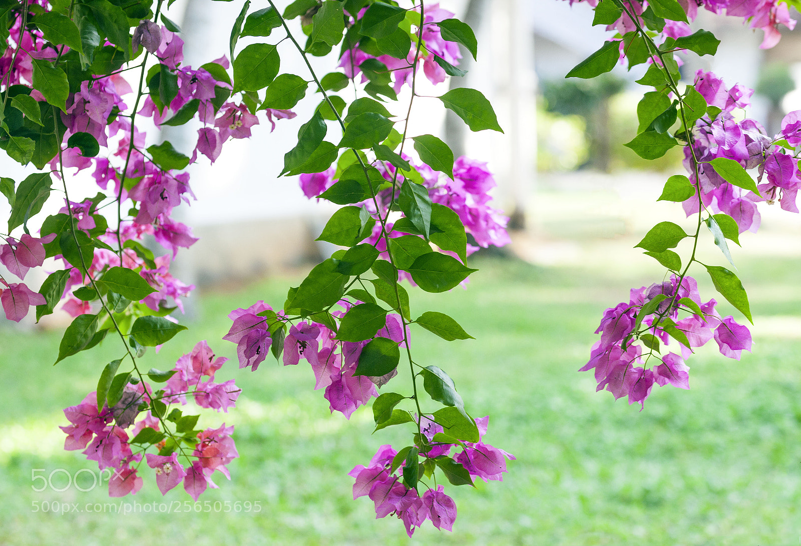 Canon EOS 5D Mark II sample photo. Southern india photography