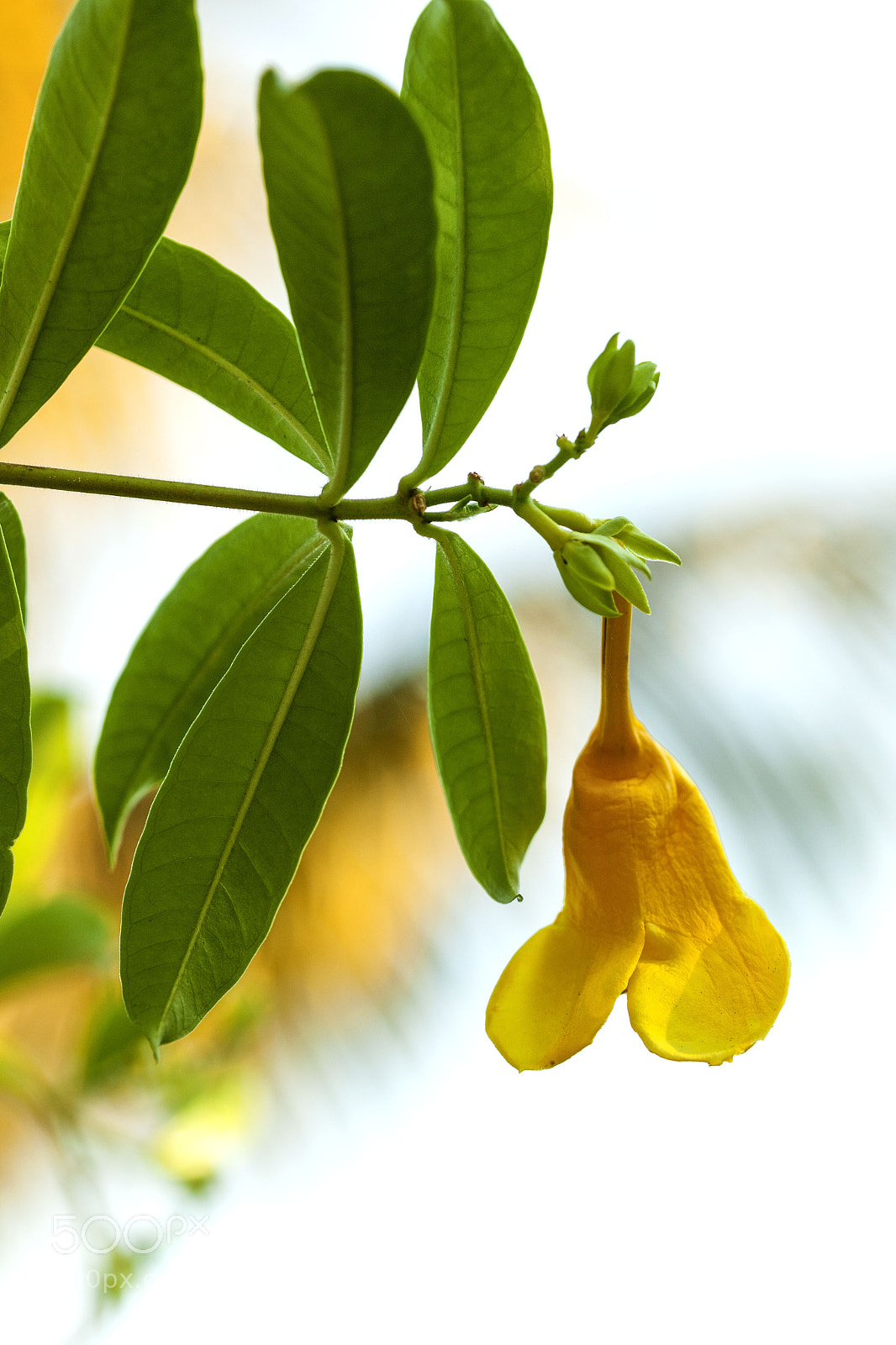 Canon EOS 5D Mark II sample photo. Southern india photography