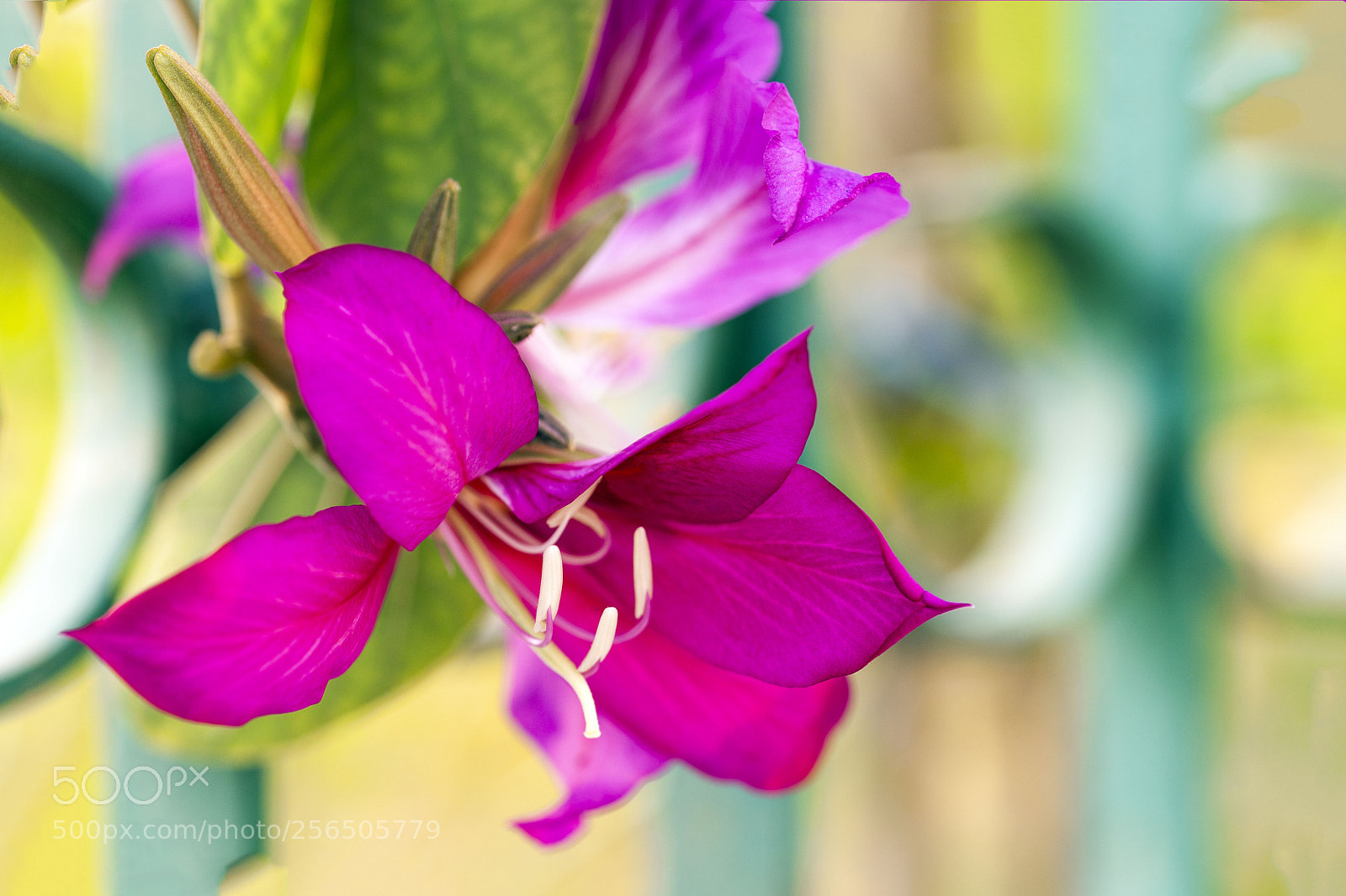 Canon EOS 5D Mark II sample photo. Southern india photography