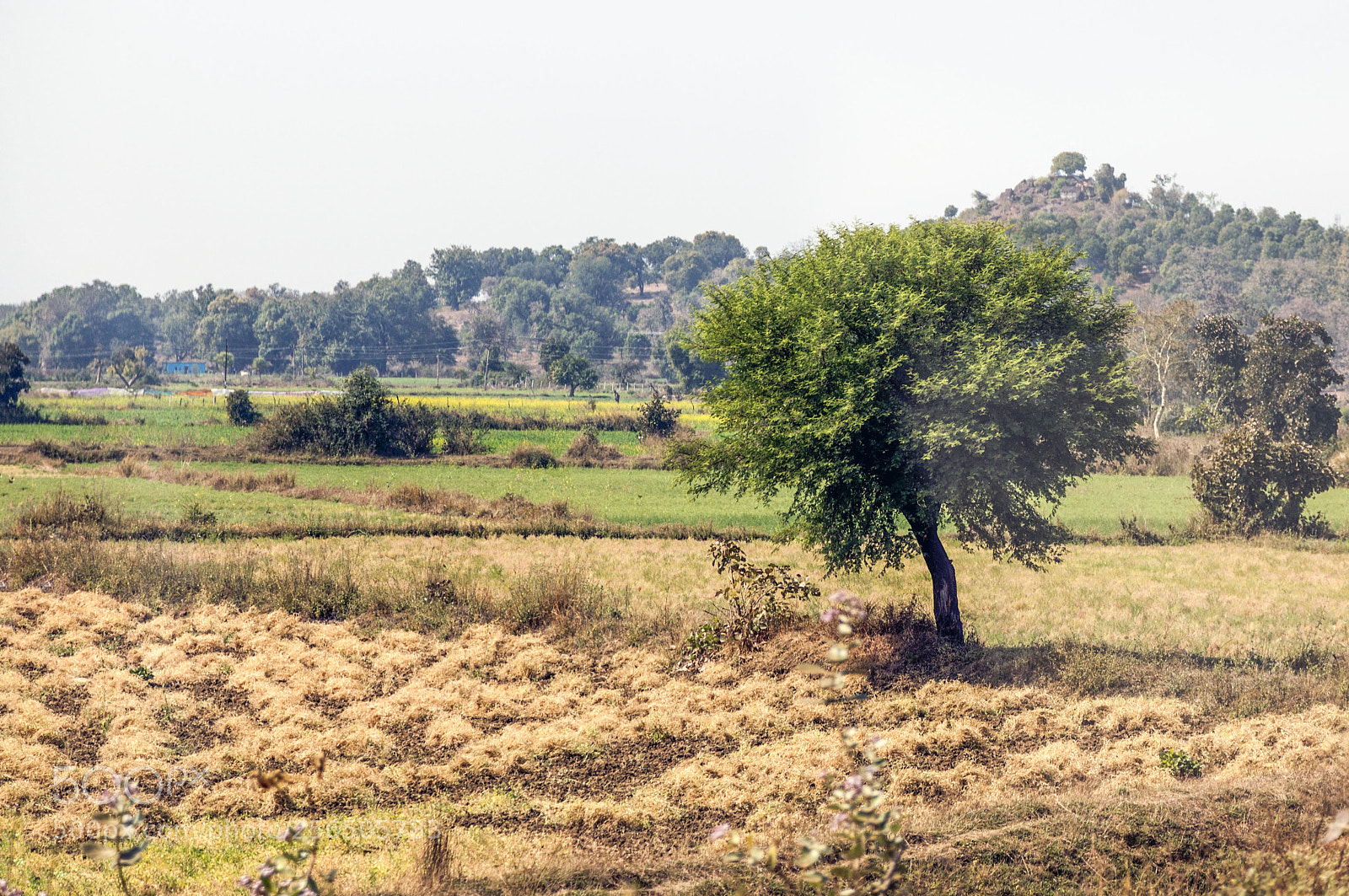 Canon EOS 5D Mark II sample photo. Southern india photography