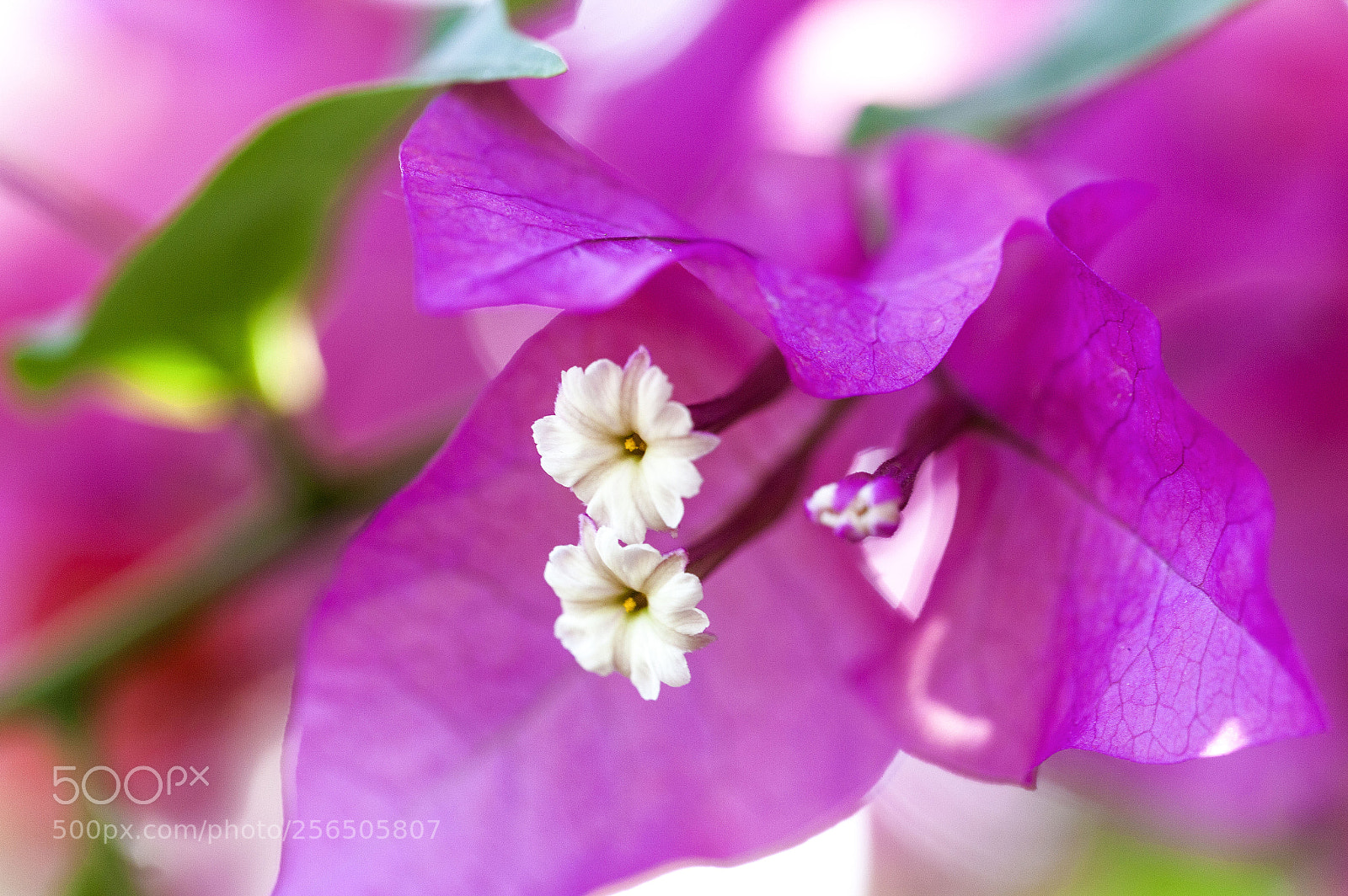 Canon EOS 5D Mark II sample photo. Southern india photography