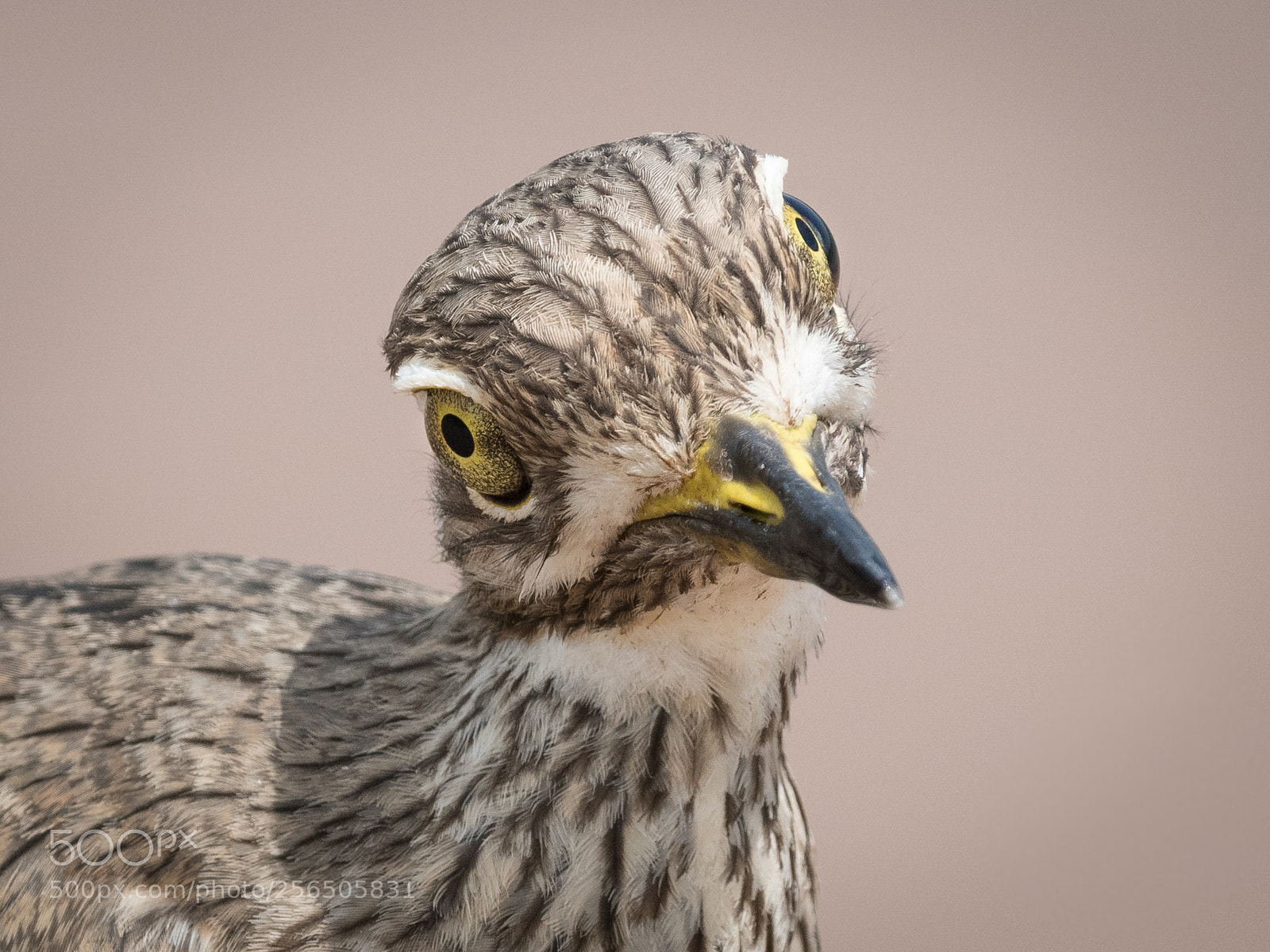 Nikon D850 sample photo. Who are you? photography
