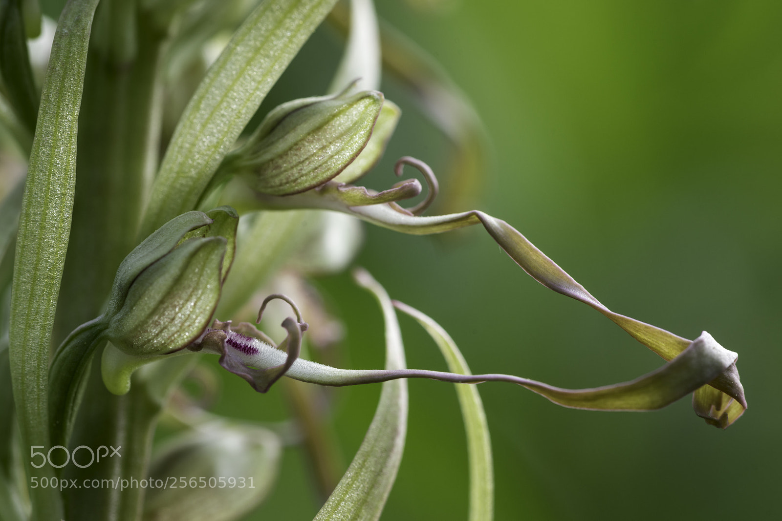 Sony a7 II sample photo. Lizard orchid photography