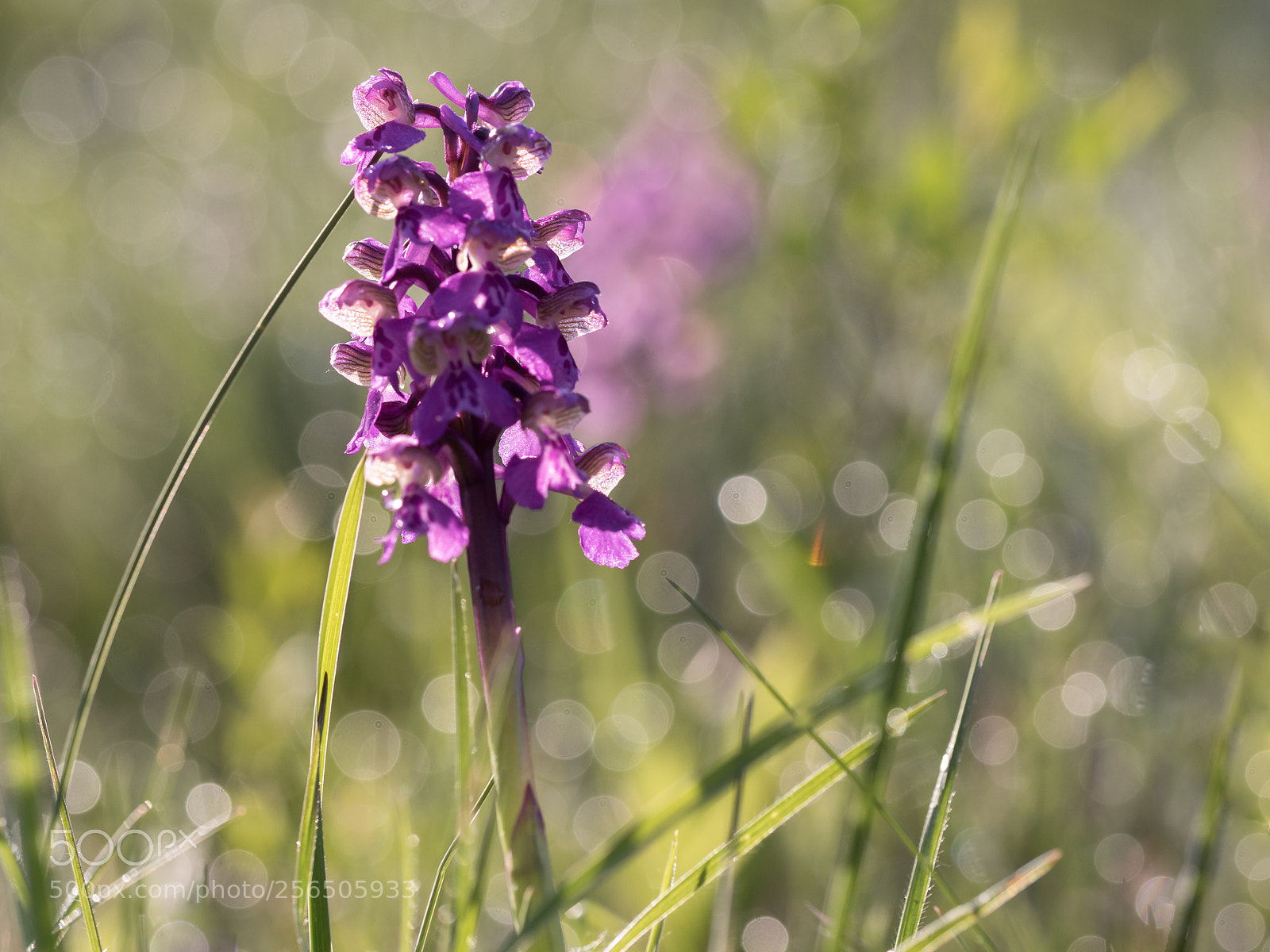 Olympus OM-D E-M5 II sample photo. Bokeh meadow photography