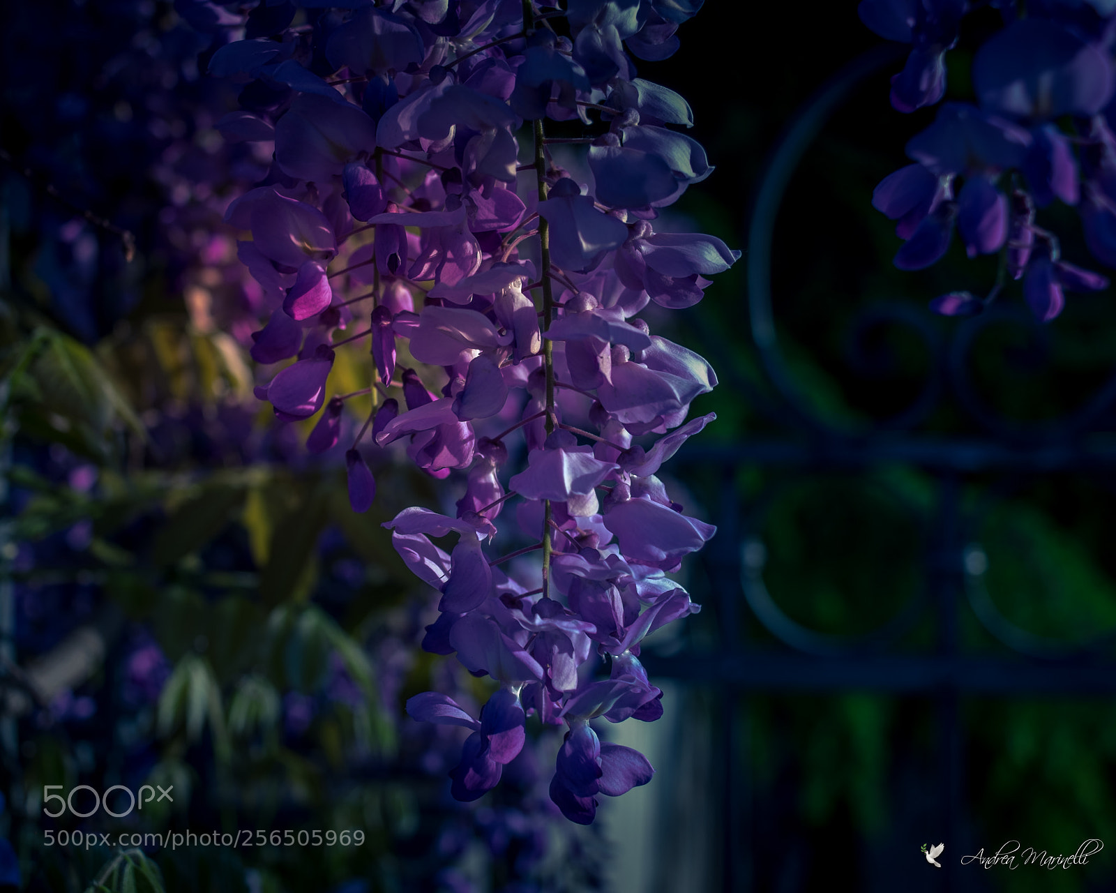 Fujifilm X-E2 sample photo. Wisteria photography